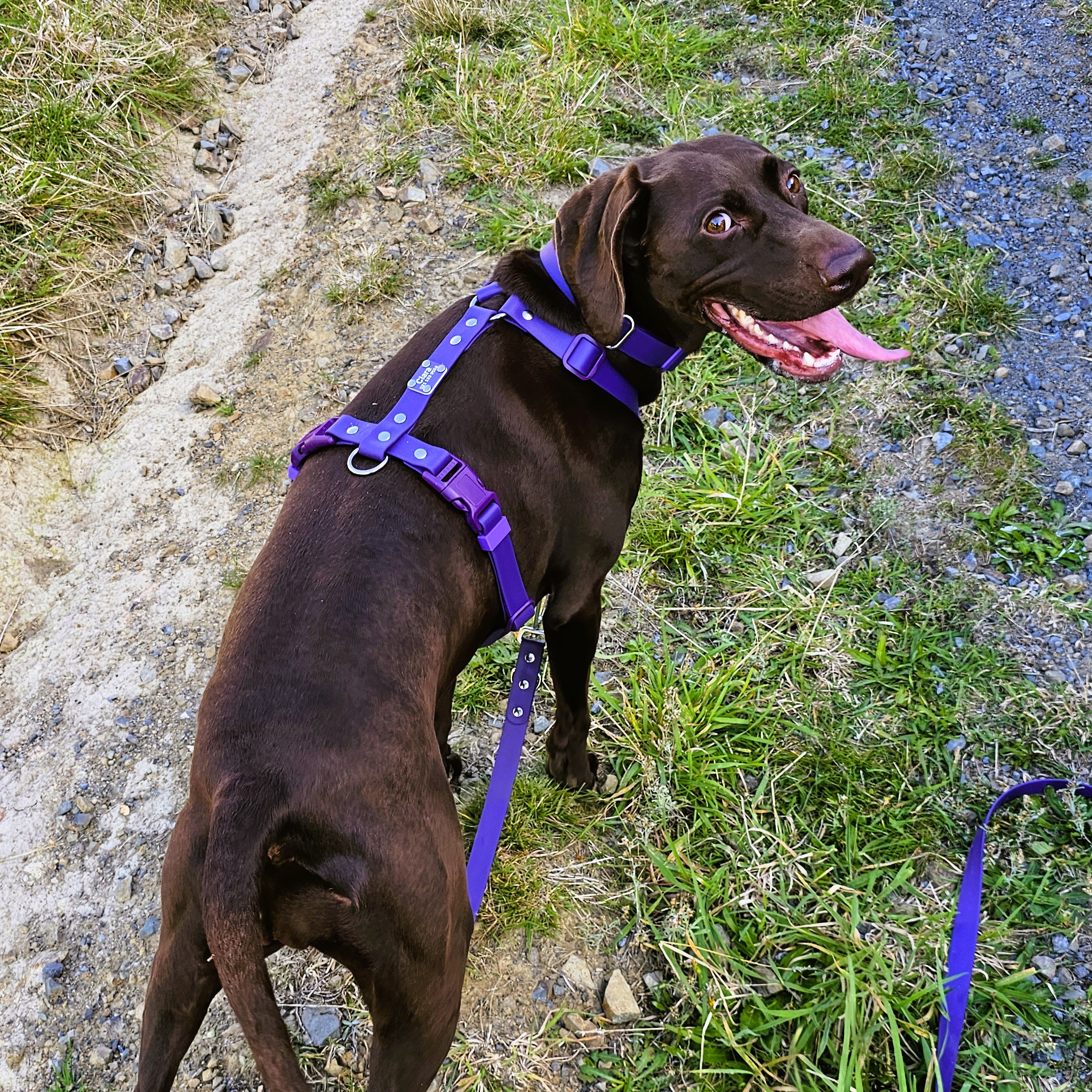 Anatomical Harness on Clara