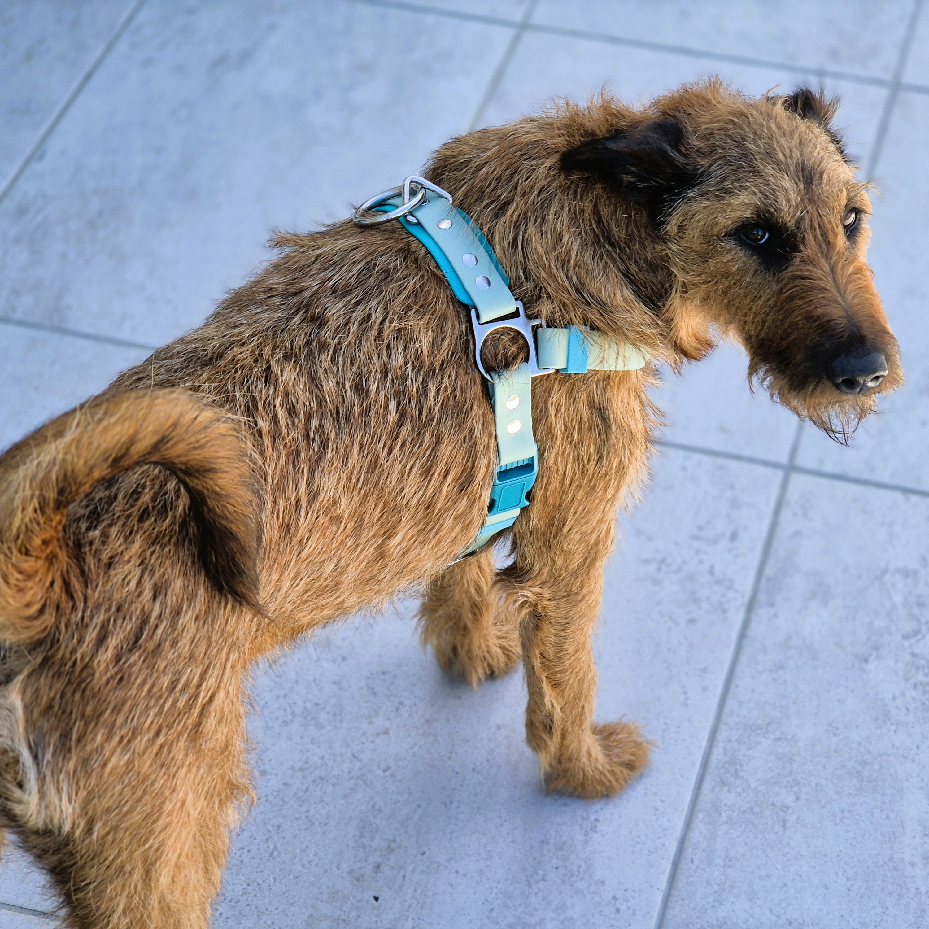 Quick Release Dog Harness NEW - On Irish Terrier