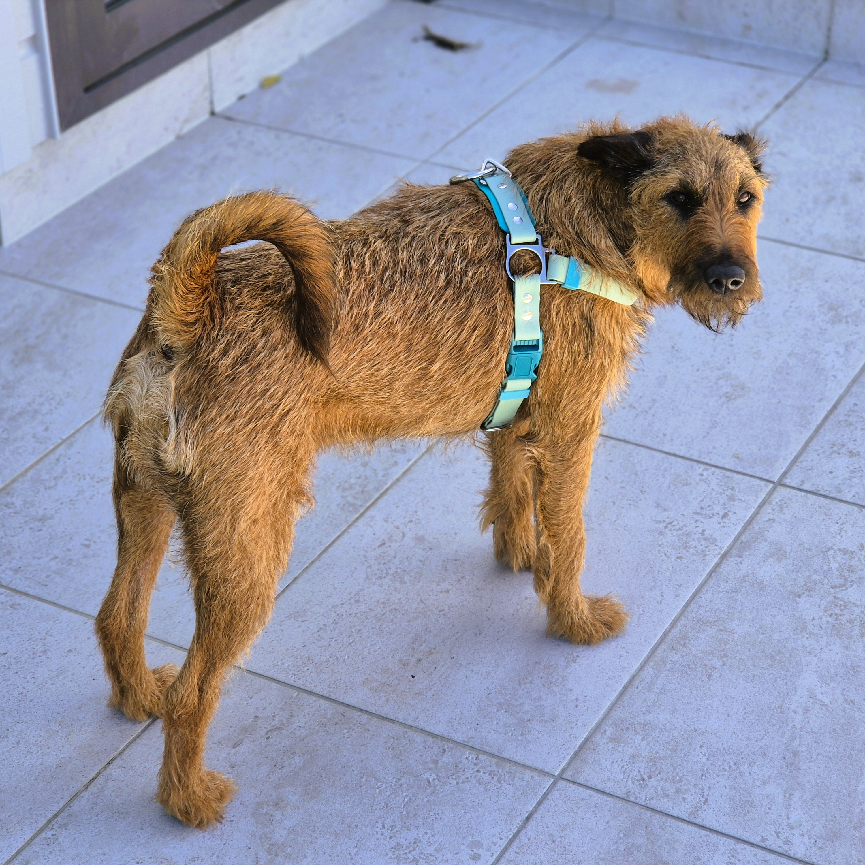 Quick Release Dog Harness NEW - on Irish Terrier