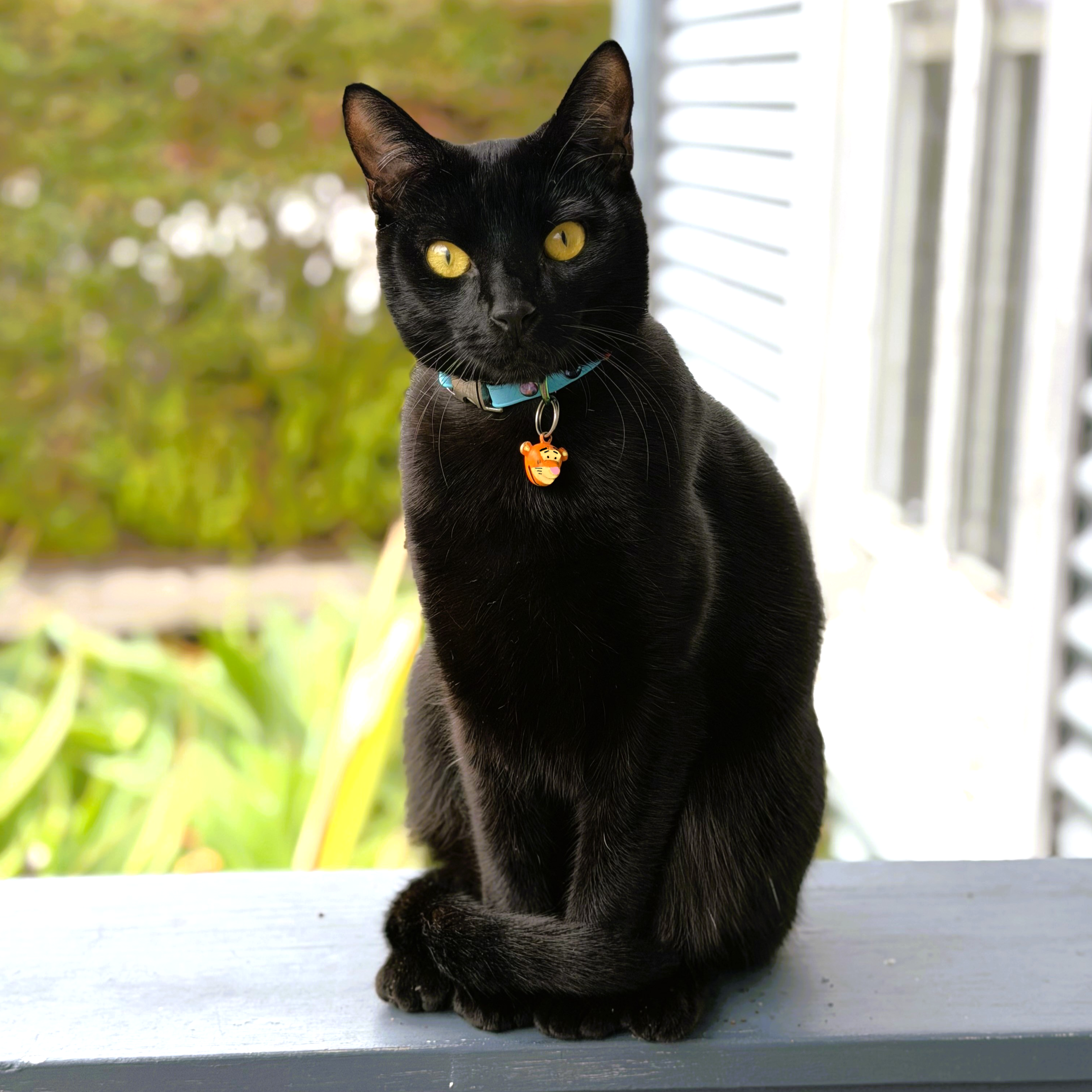 Ryak Black Cat - Scrag Tag Collar and Tigger Bell