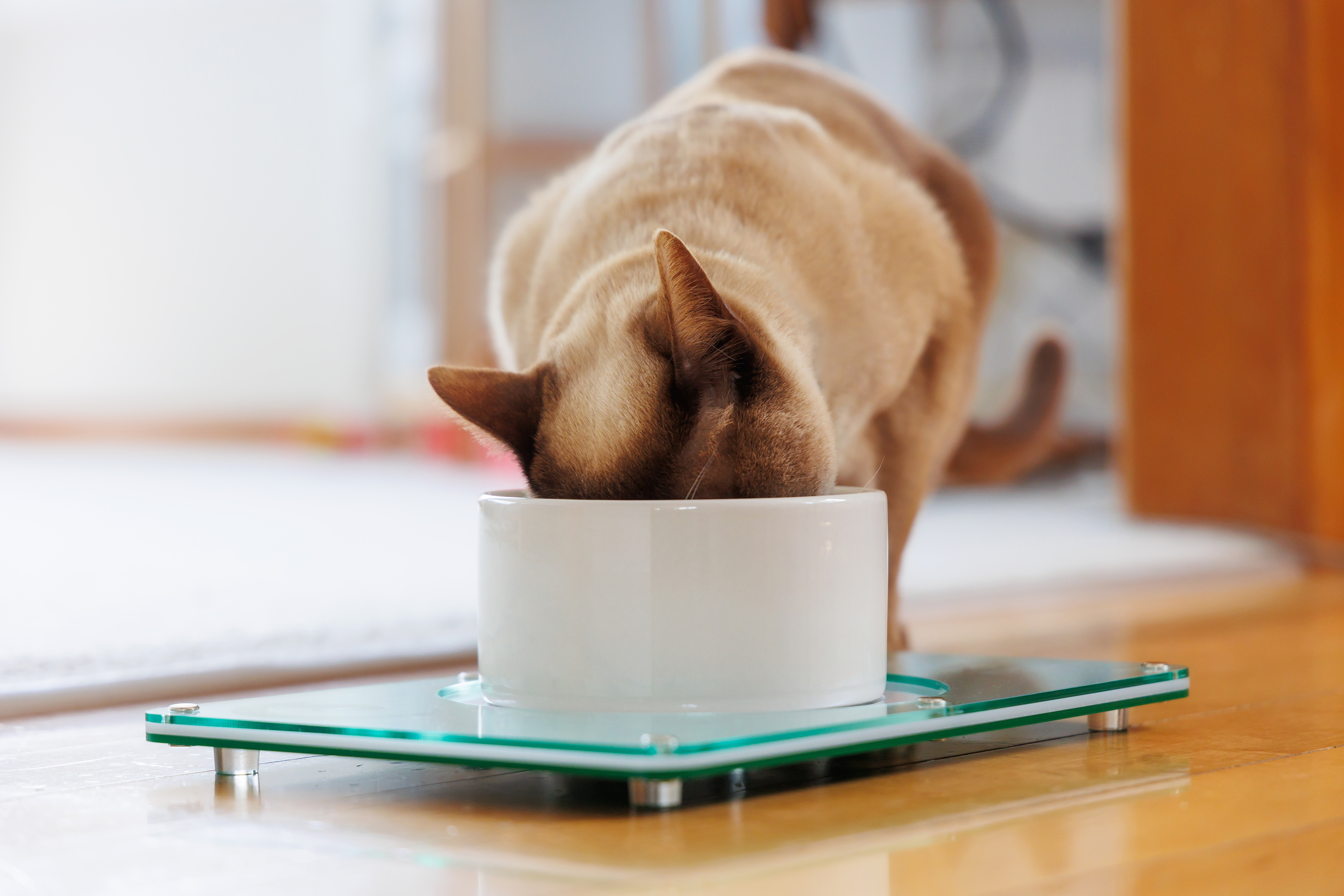 Cat eating from Led & Collared feeding mat