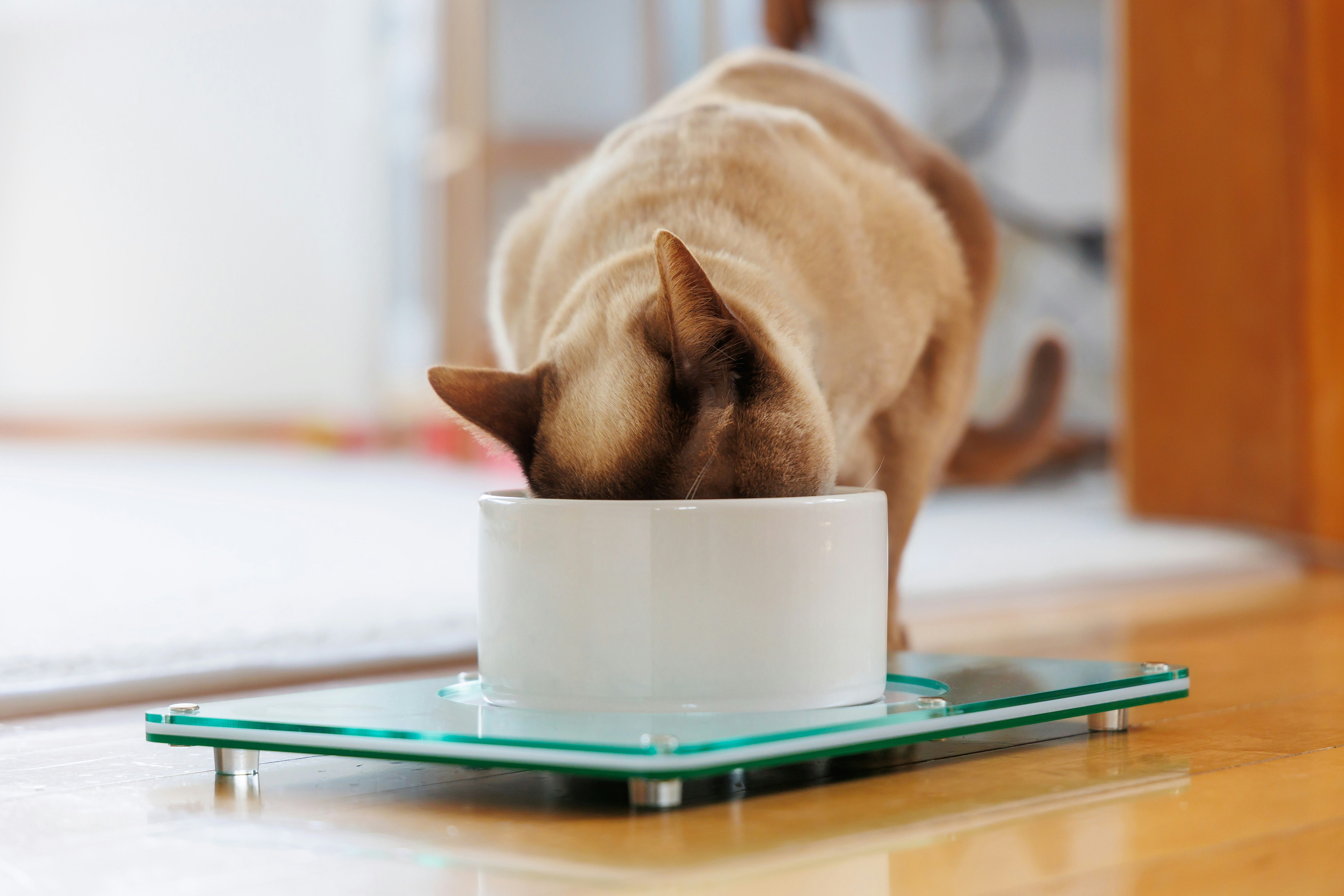 Cat eating from Led & Collared feeding mat