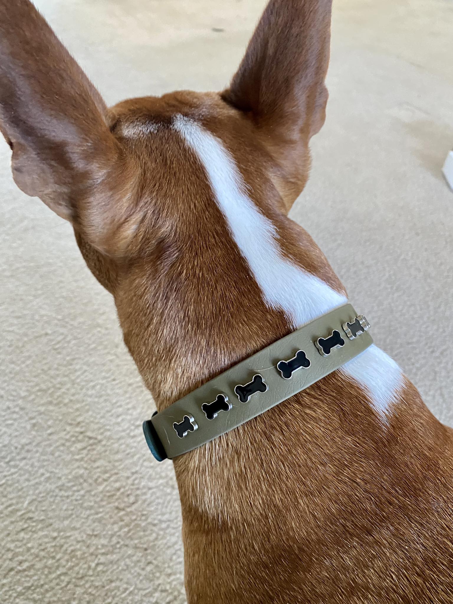 Elegant Dog Collar - on Bull Terrier