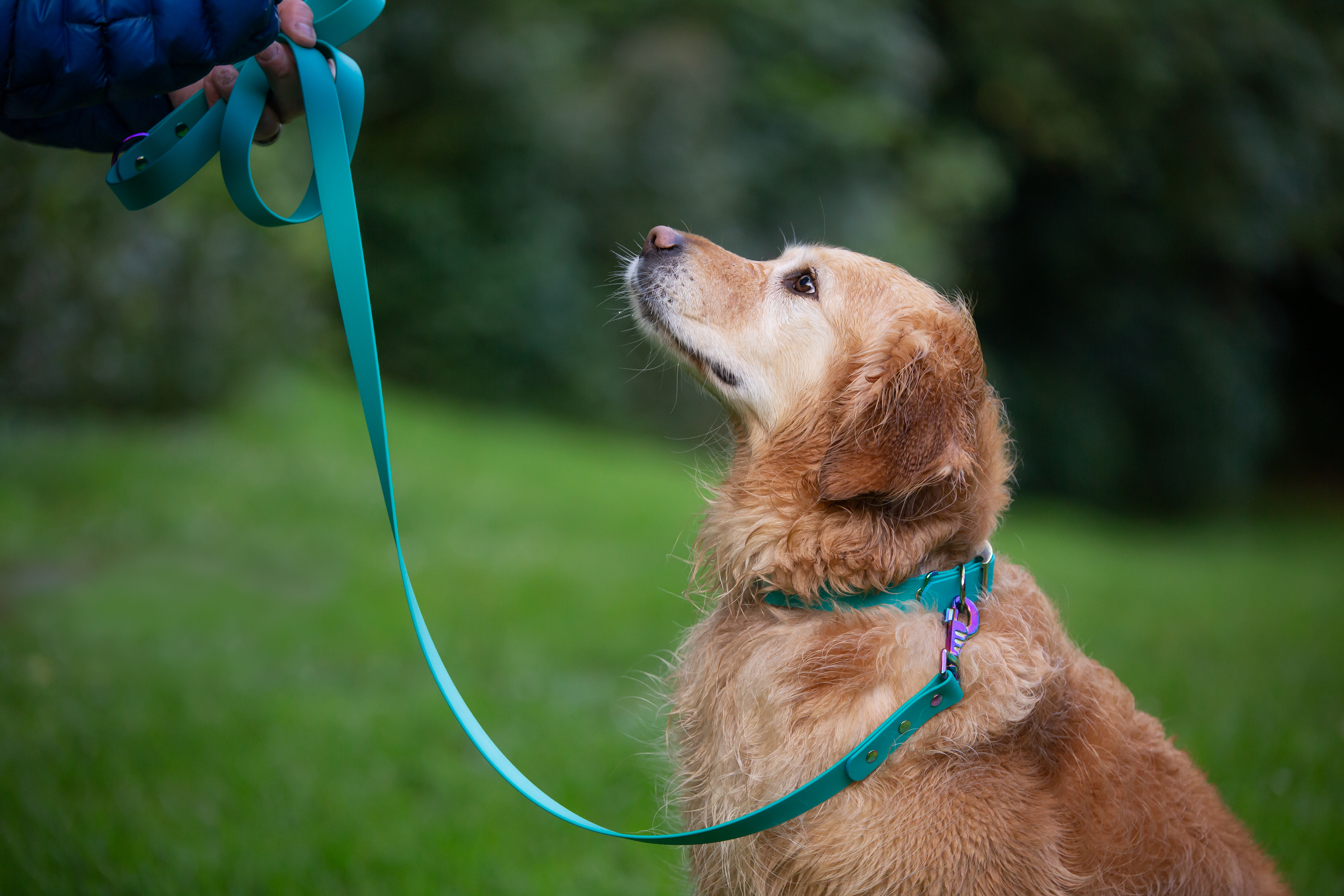 Zinc Snaps - Teal and Neo - Golden Retriever