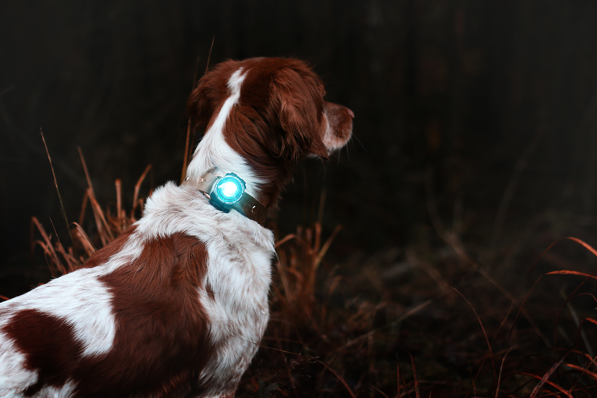 Orbiloc Dual Dog - Teal Light - Spaniel