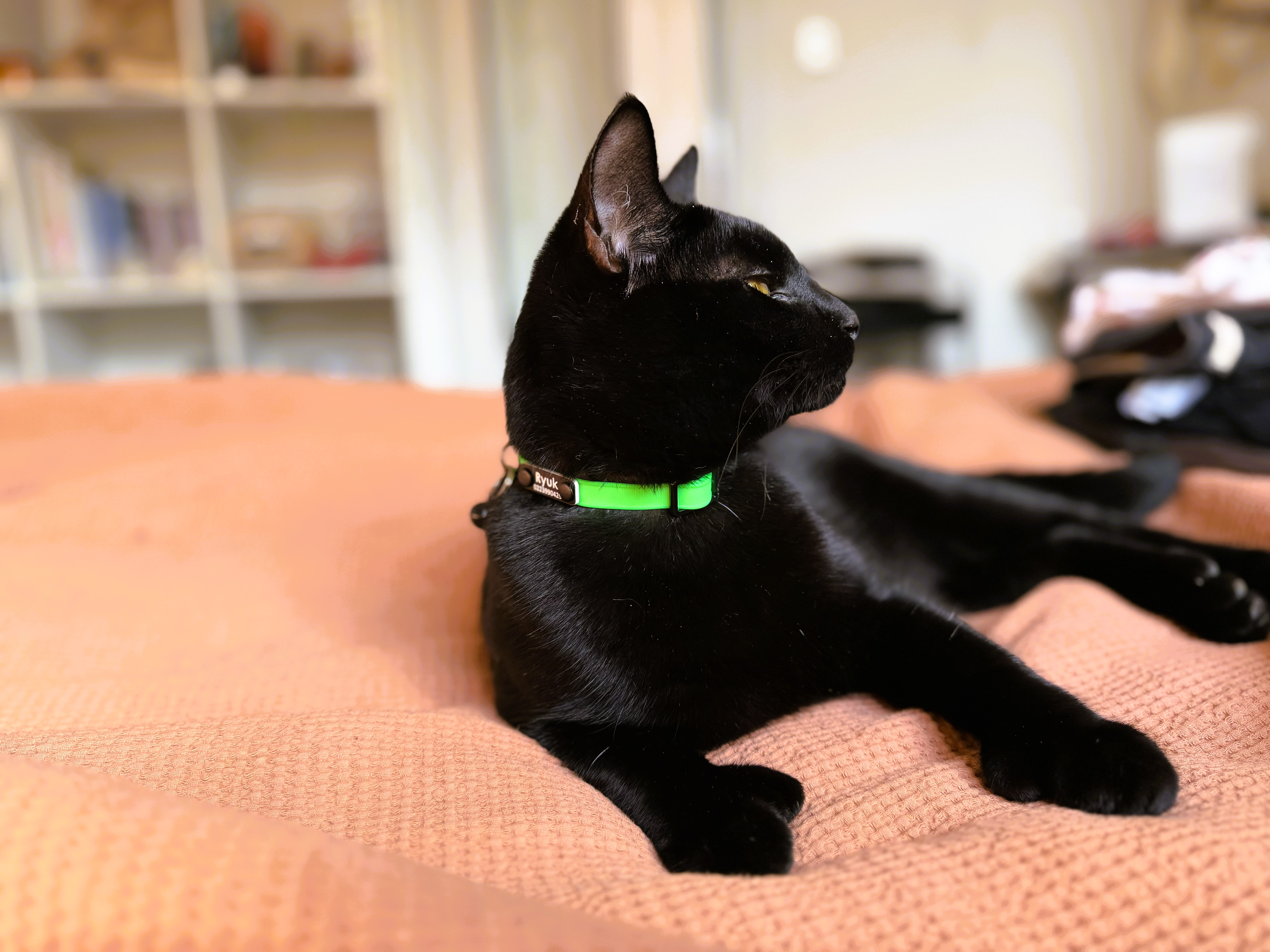Ryuk - Black Cat - Green Scrag Tag Cat Collar