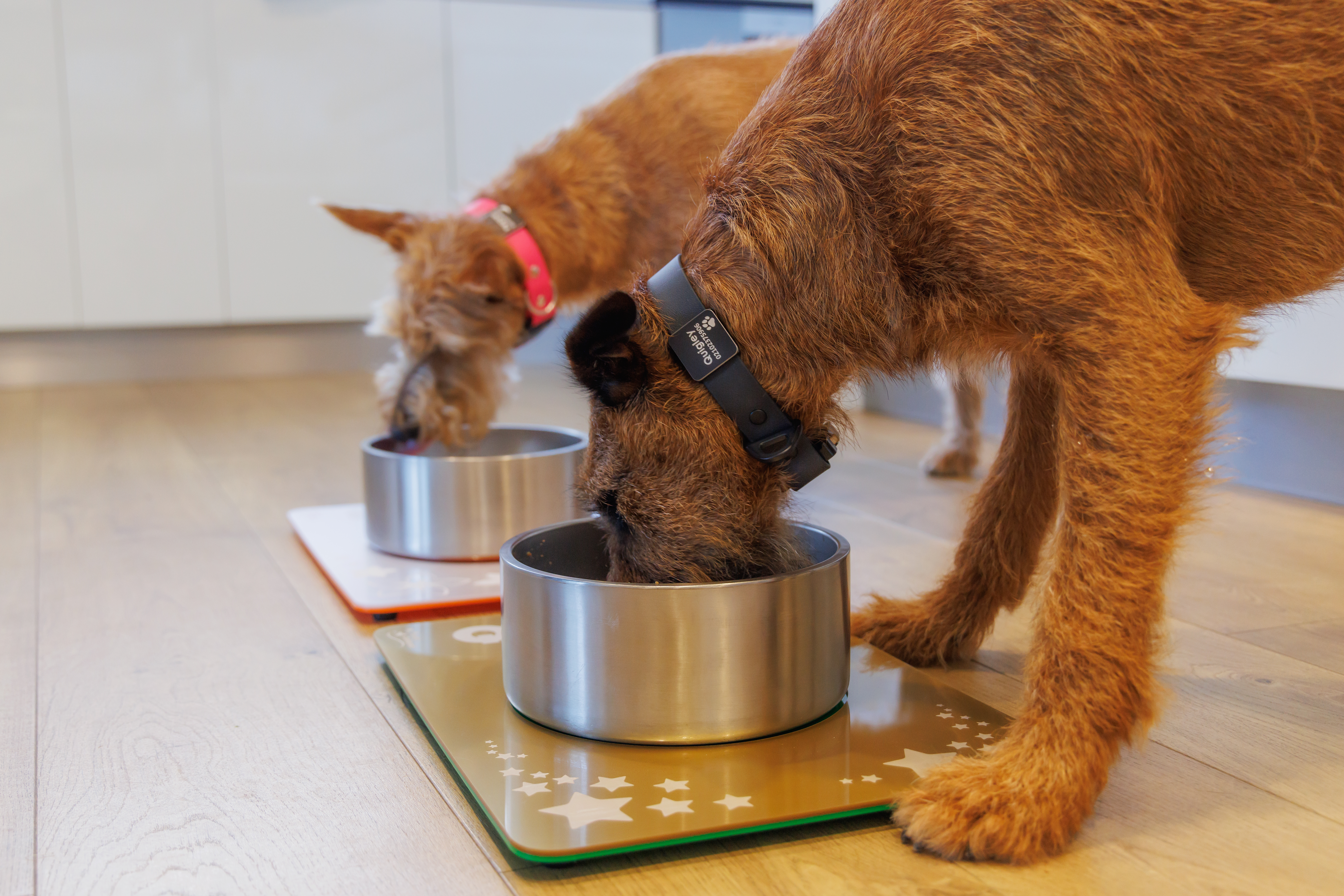 Quigley and Pepper - Feeding Mats and Bowls