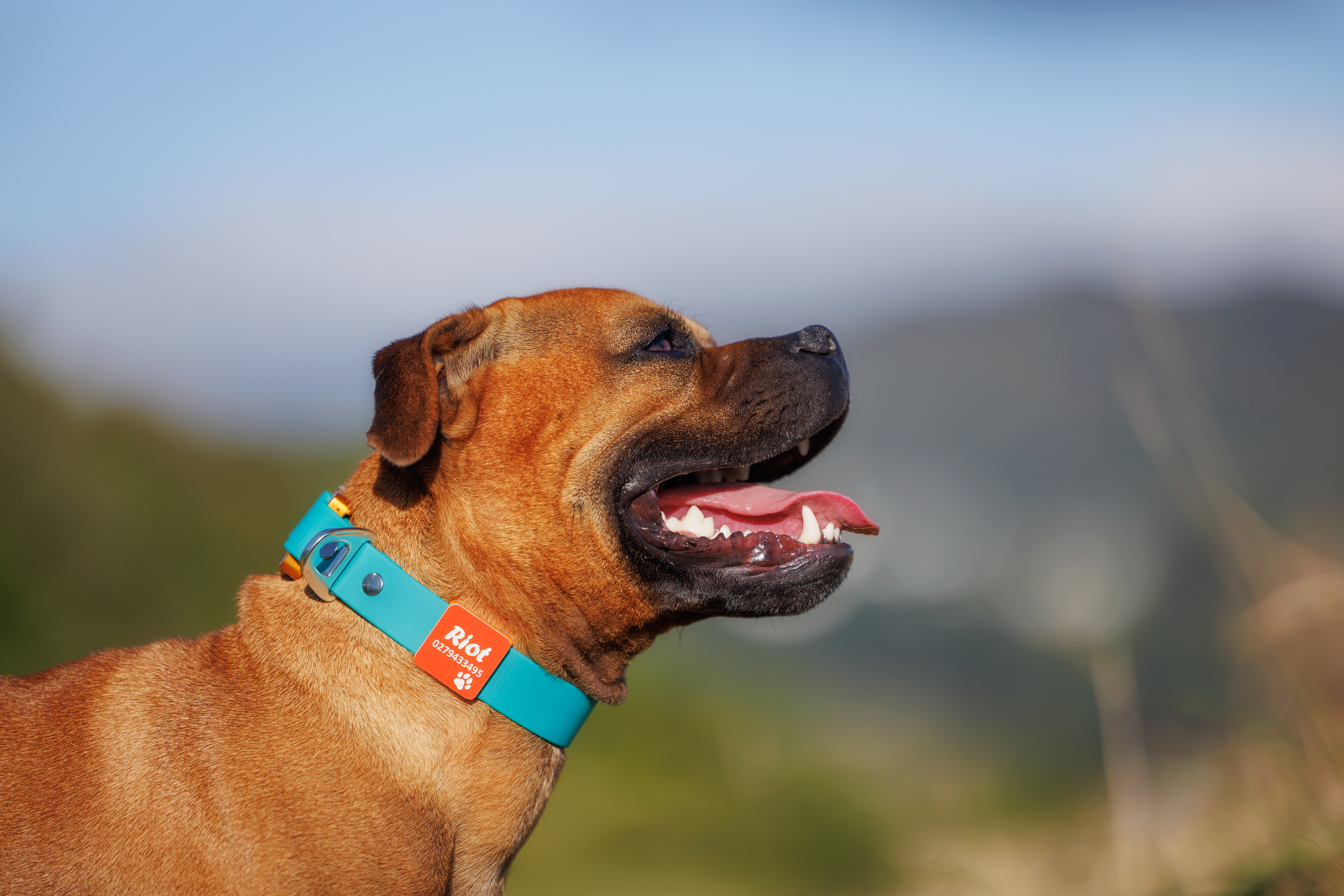 Riot Staffordshire Bull Terrier - Cobra Collar - Teal Side