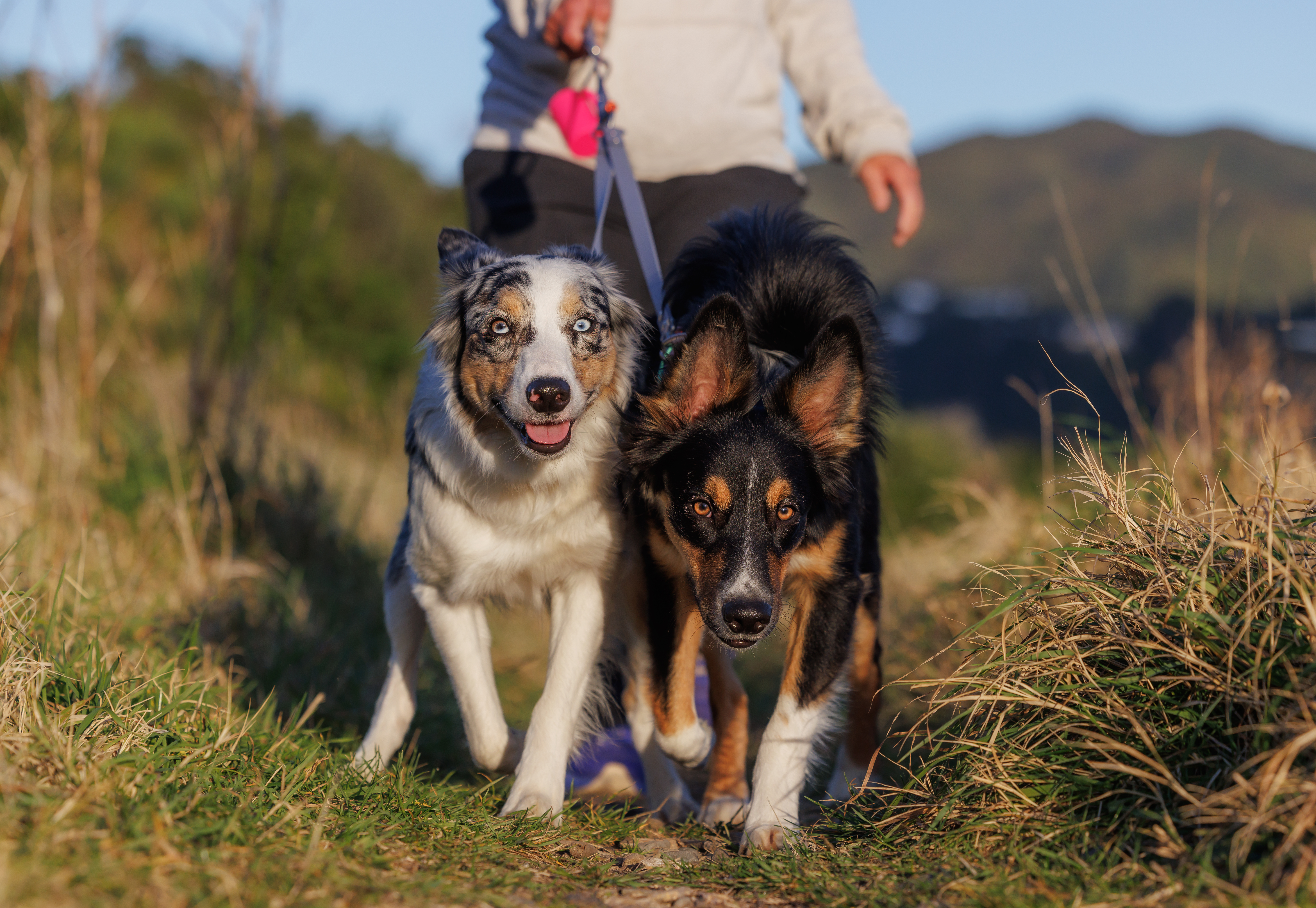 Swipe and Surge - Border Collie and Heading Dog - Double Lead Grey