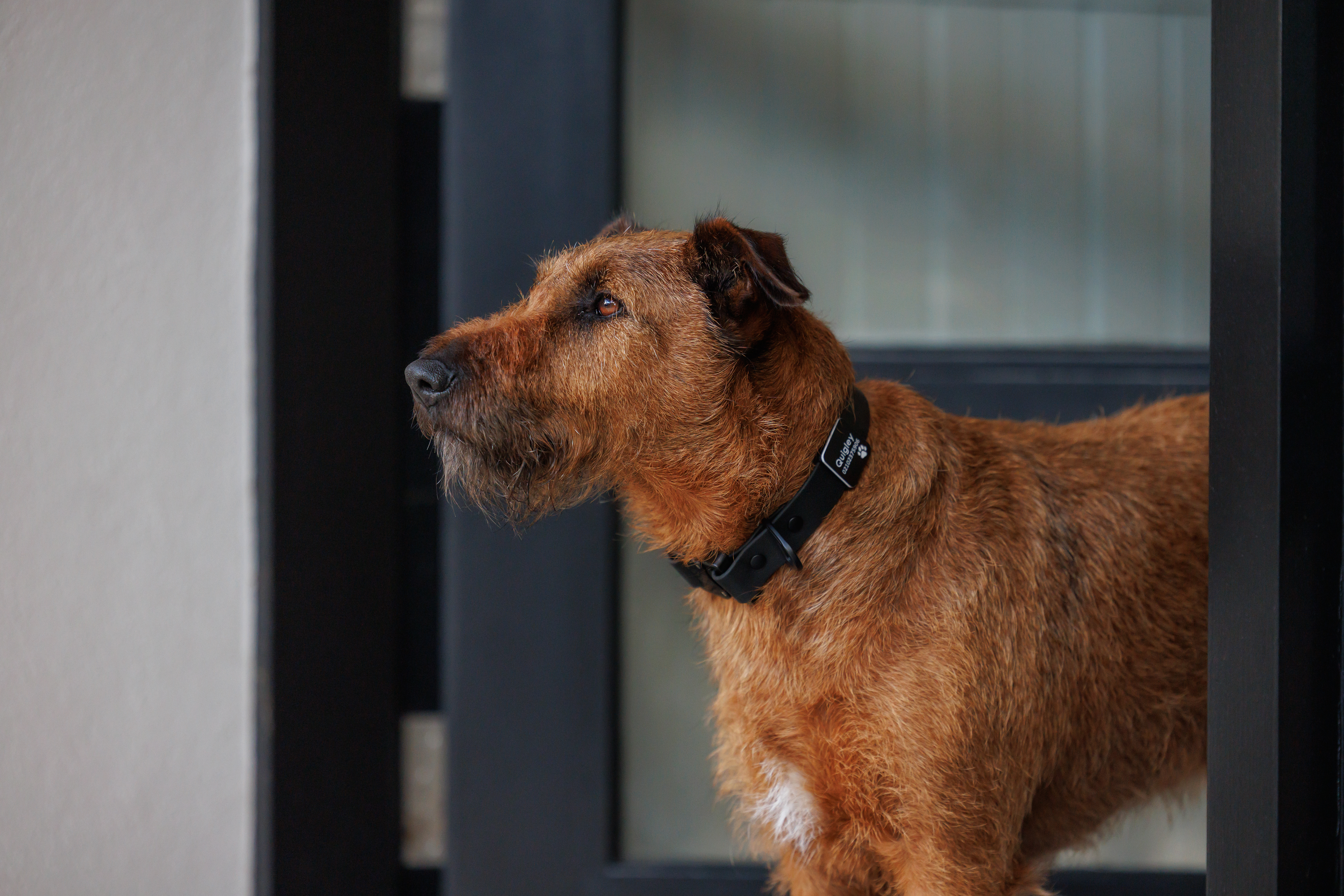 Quigley - Irish Terrier - Cobra Collar - Black