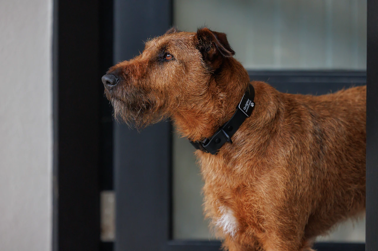 Quigley - Irish Terrier - Cobra Collar - Black