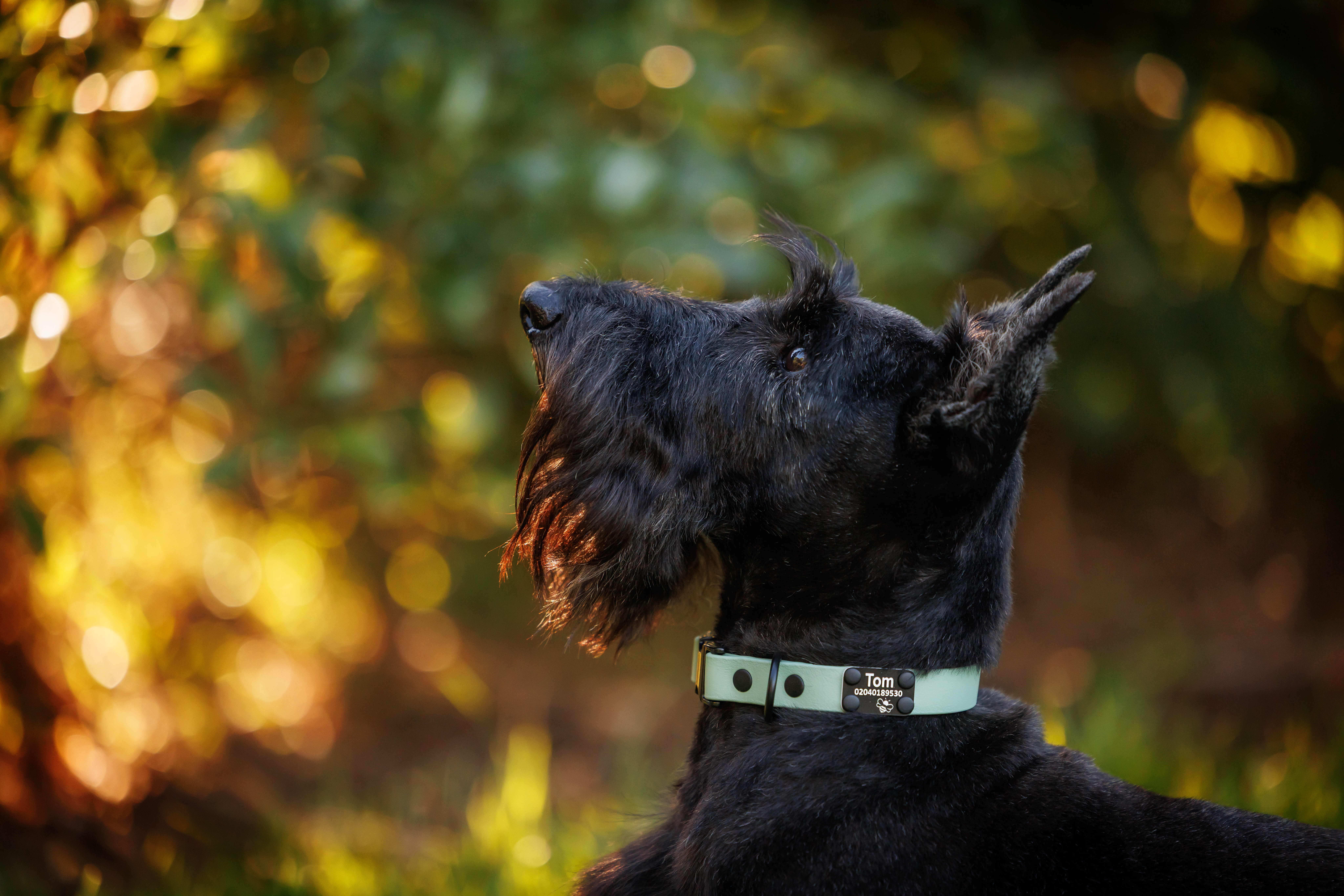 Tom - Scottish Terrier - Quick Release Collar and Riveted Scrag Tag