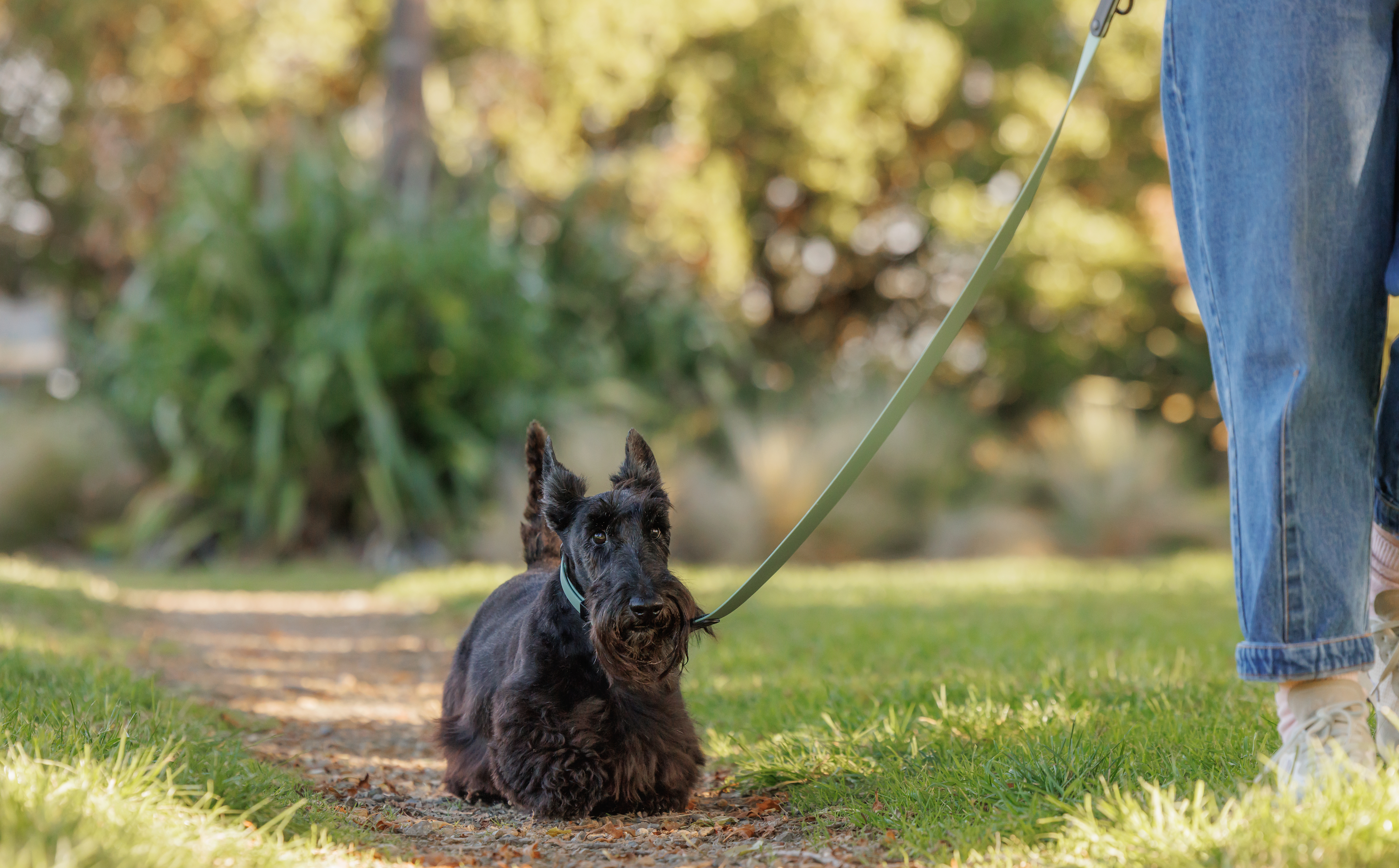 Tom - Scottish Terrier - Two-Tone Lead - Walking