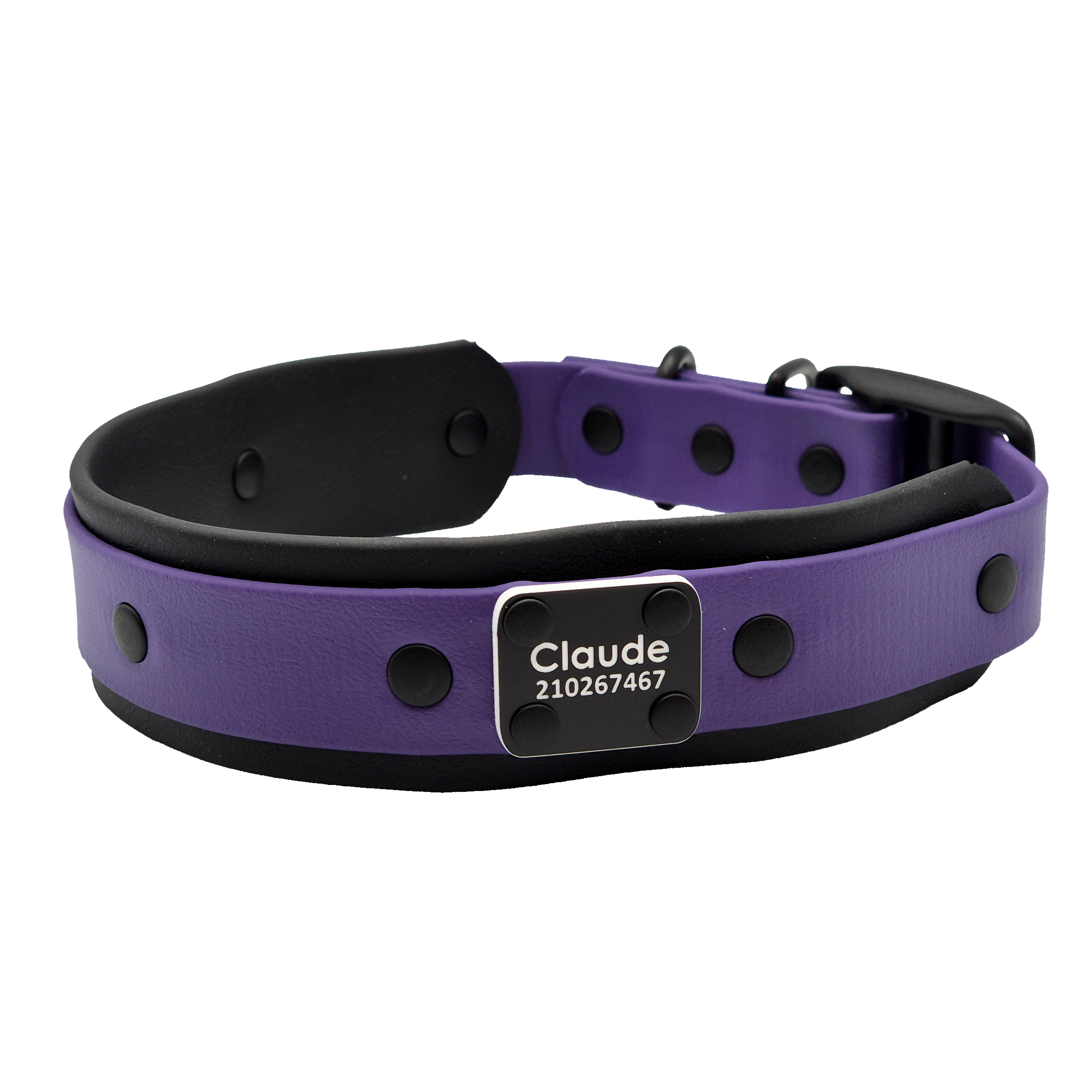 Double Dog Collar - Violet and Black w Black Brass - Riveted Scrag