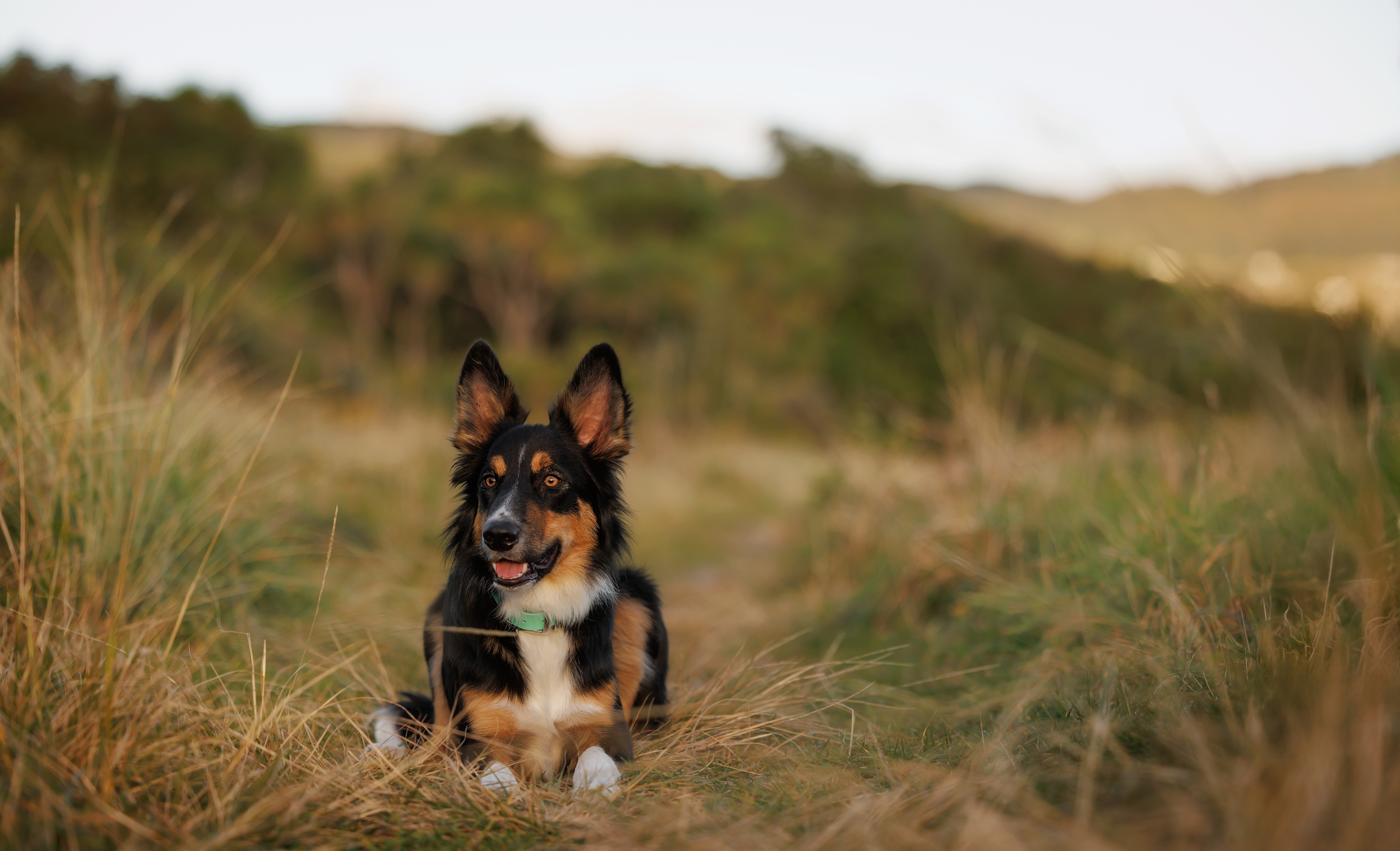 Surge Heading Dog - Two-Tone Collar