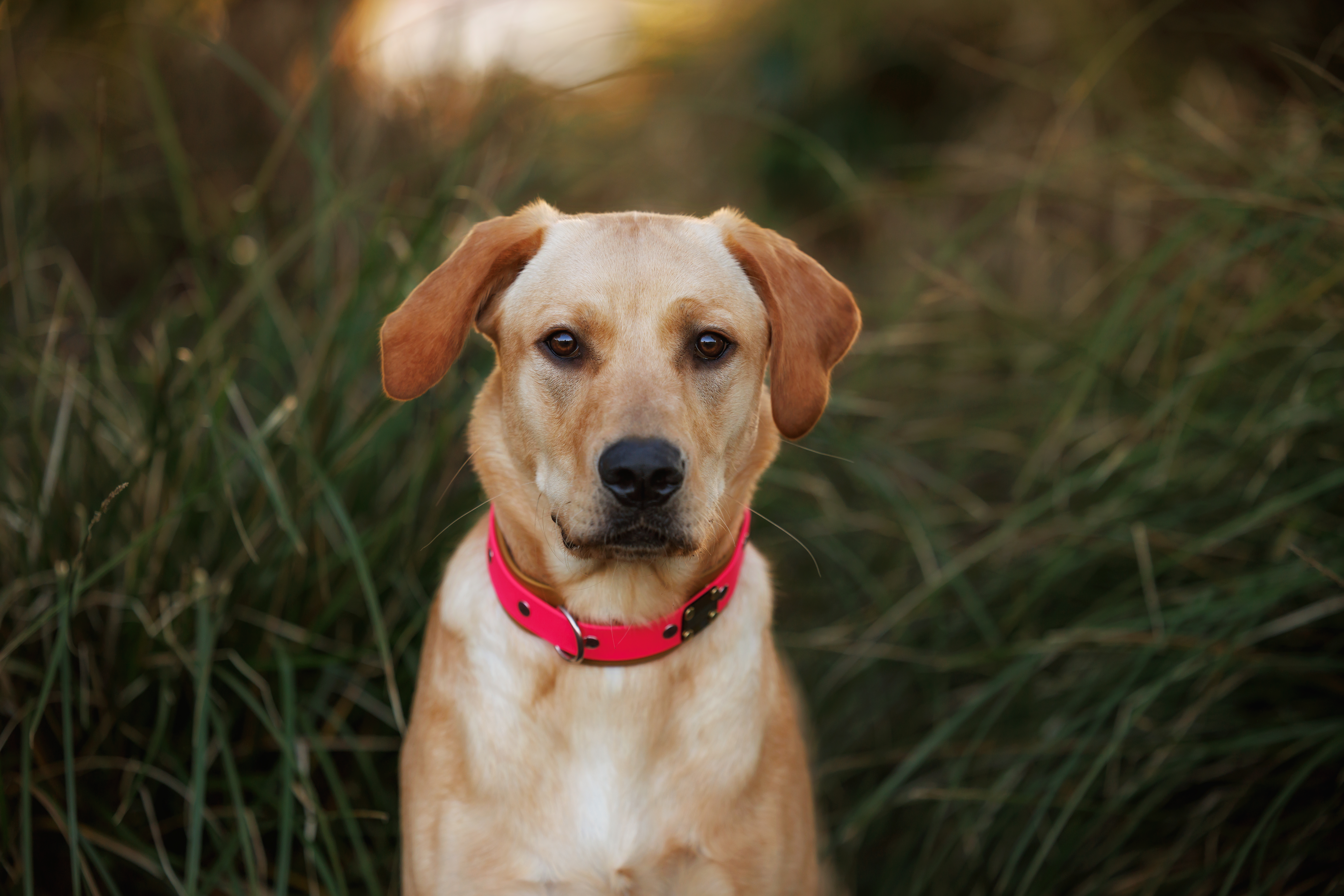 Mazikeen - Labrador - Tactical Collar