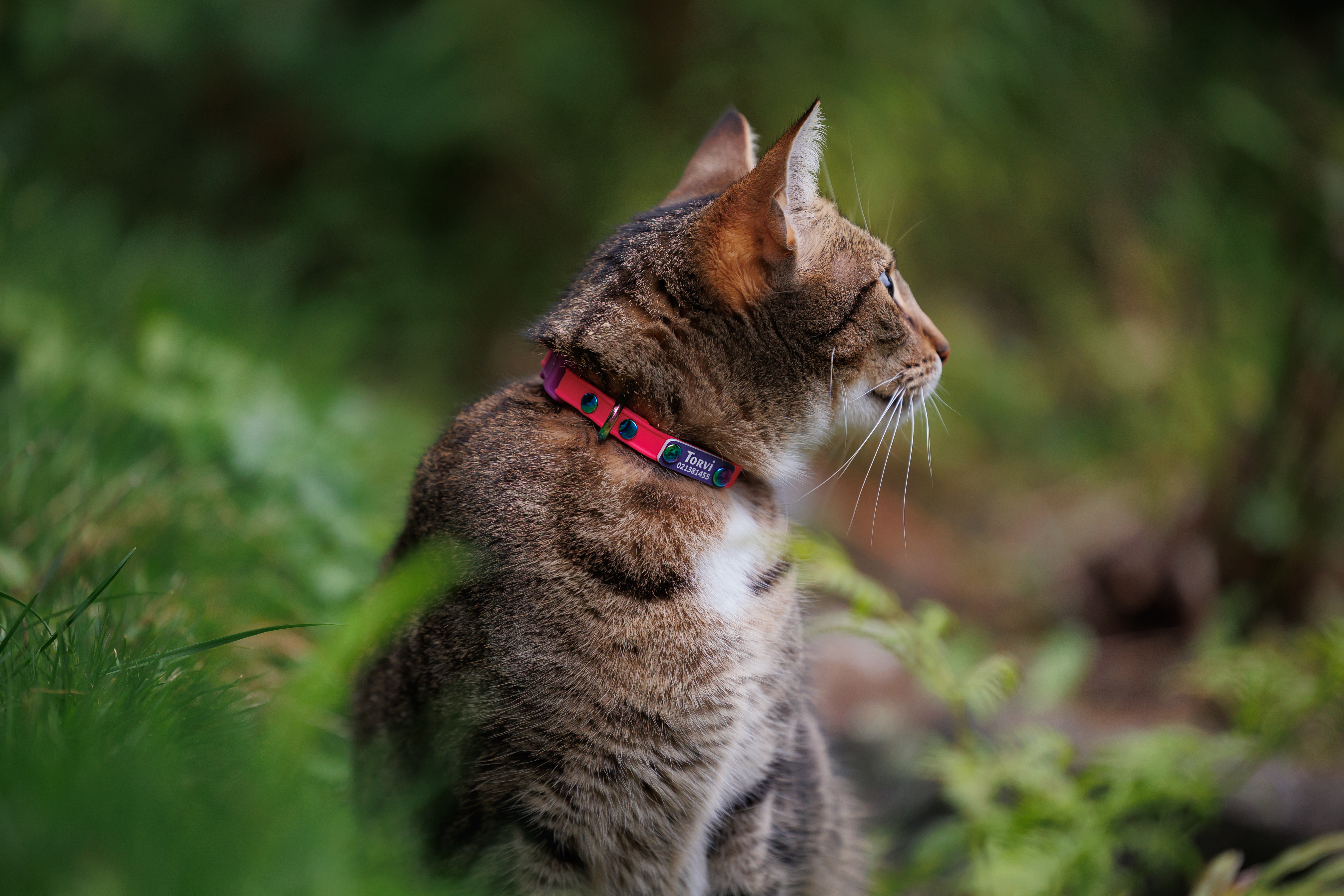 Scrag Tag Cat Collar - Torvi