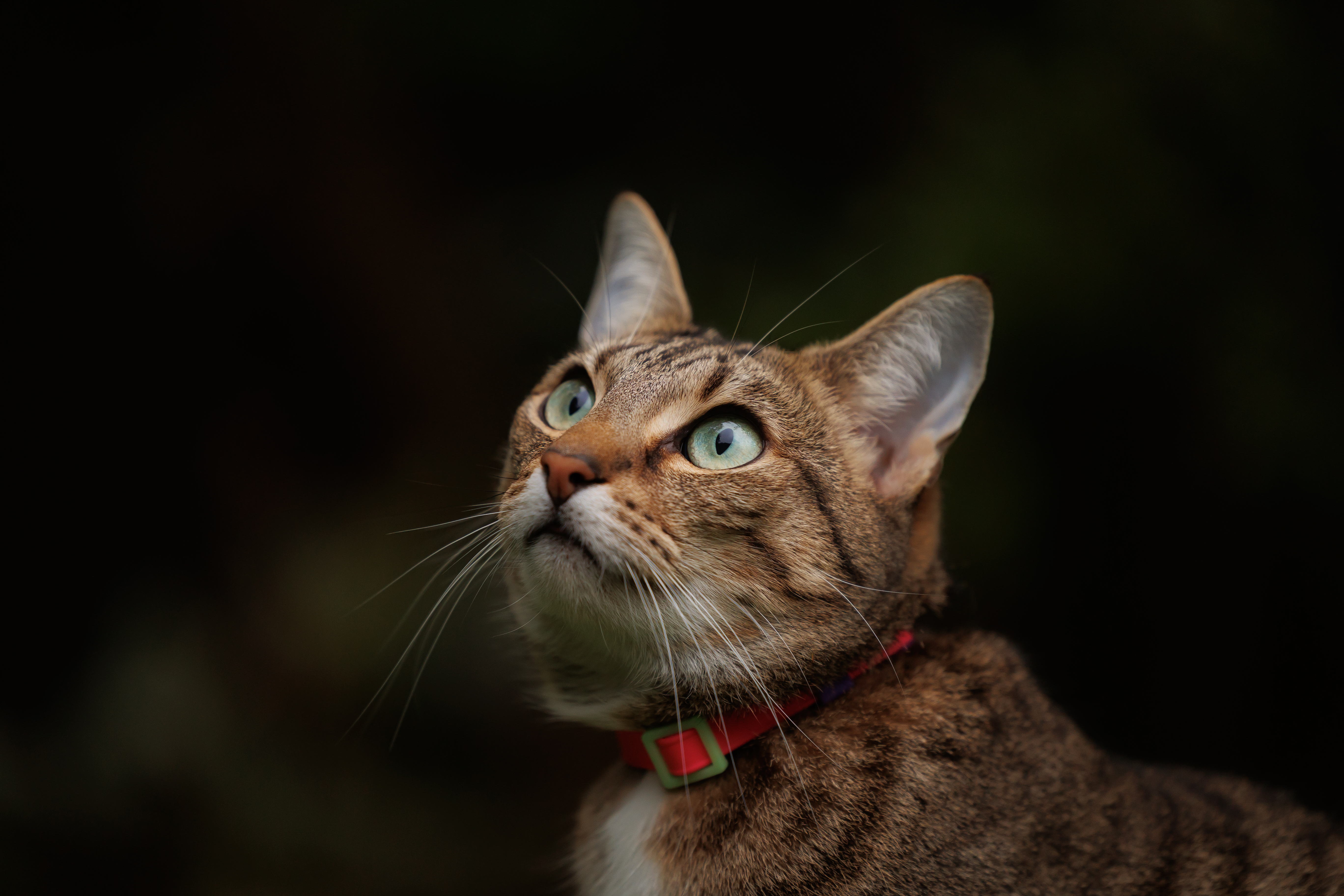 Scrag Tag Cat Collar - Torvi 2