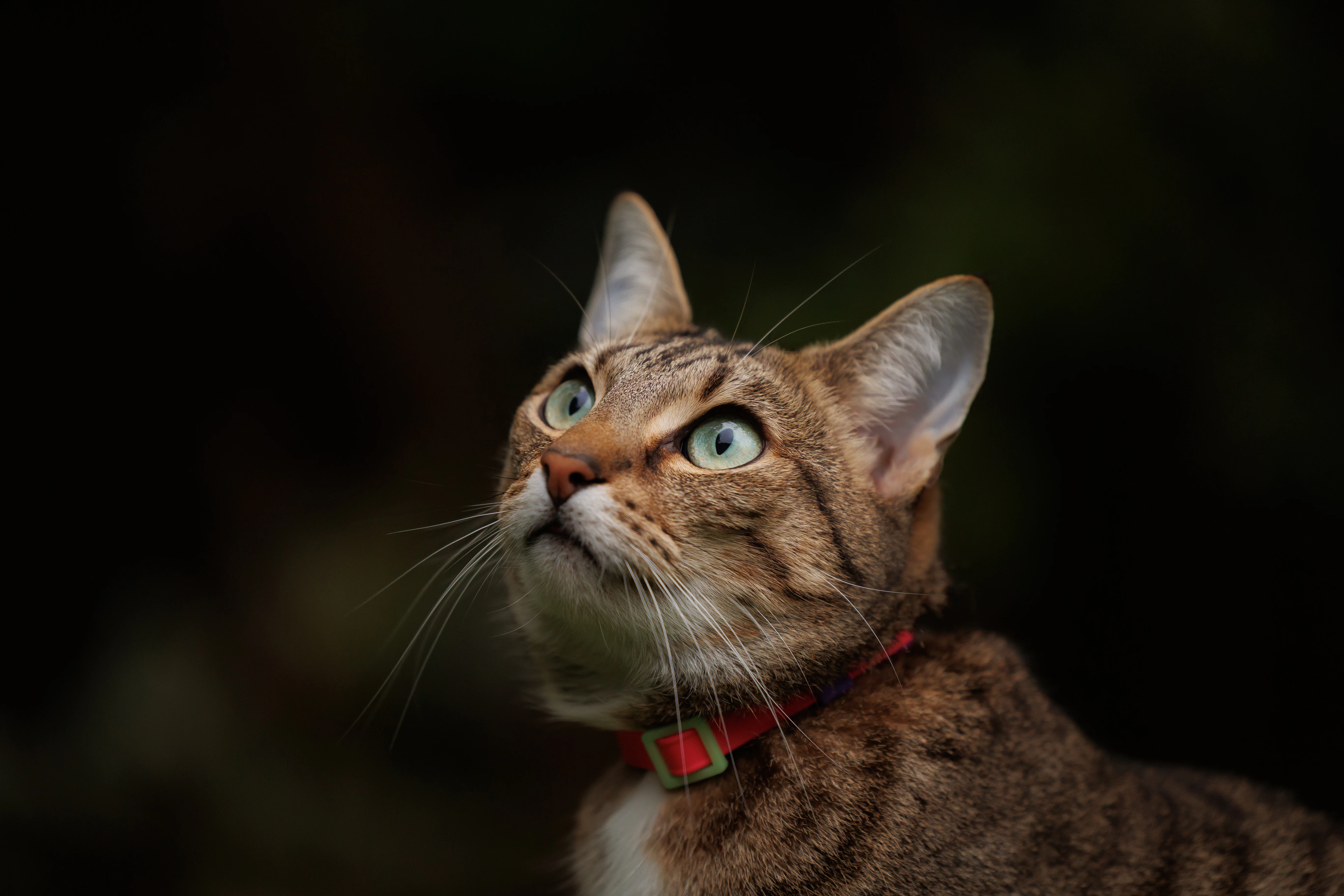 Scrag Tag Cat Collar - Torvi 2