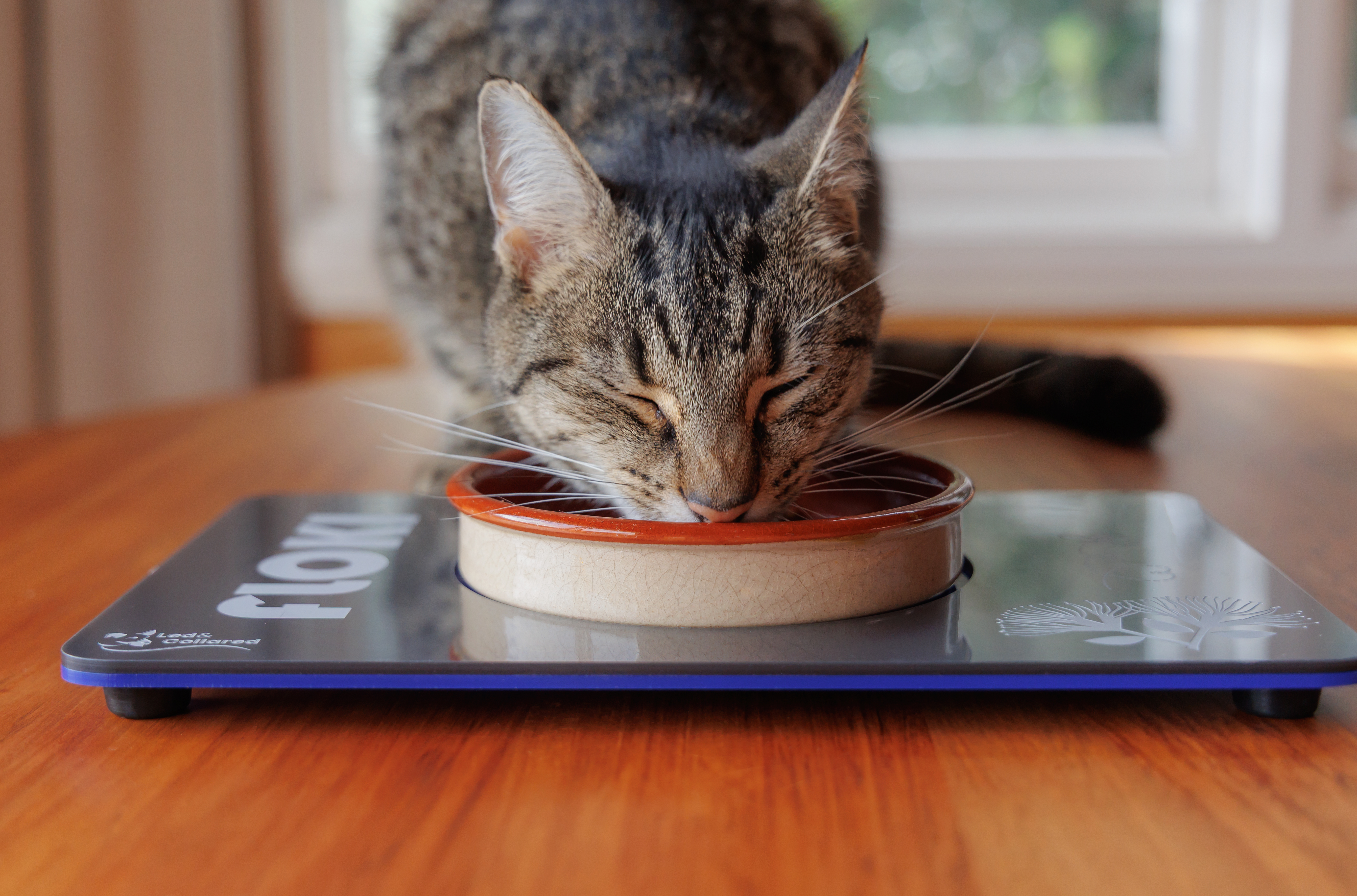 Single Cat Feeding Mat - Silver and Blue - Floki Close