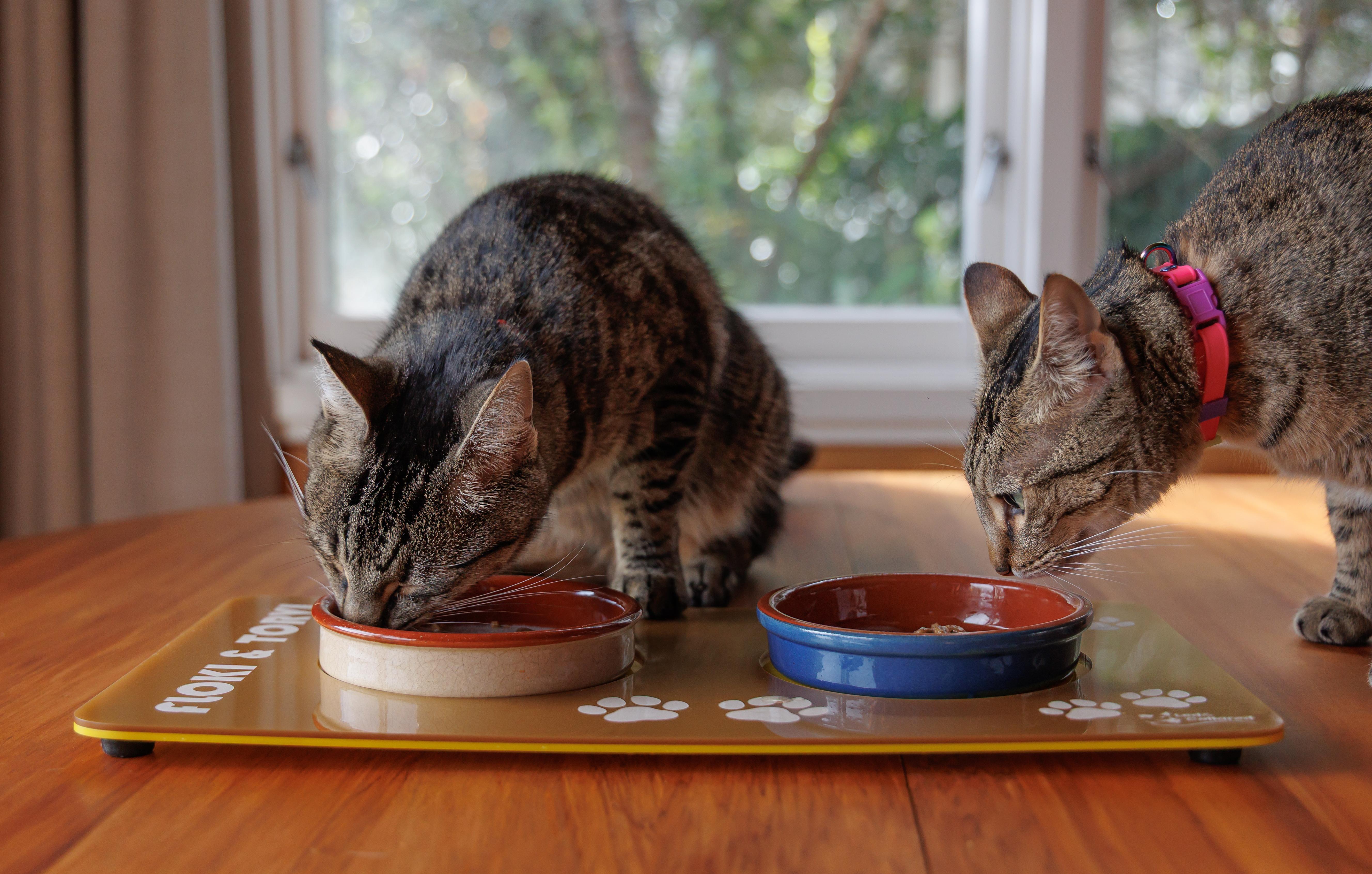 Double Cat Feeding Mat - Gold and Yellow - Floki and Torvi Table