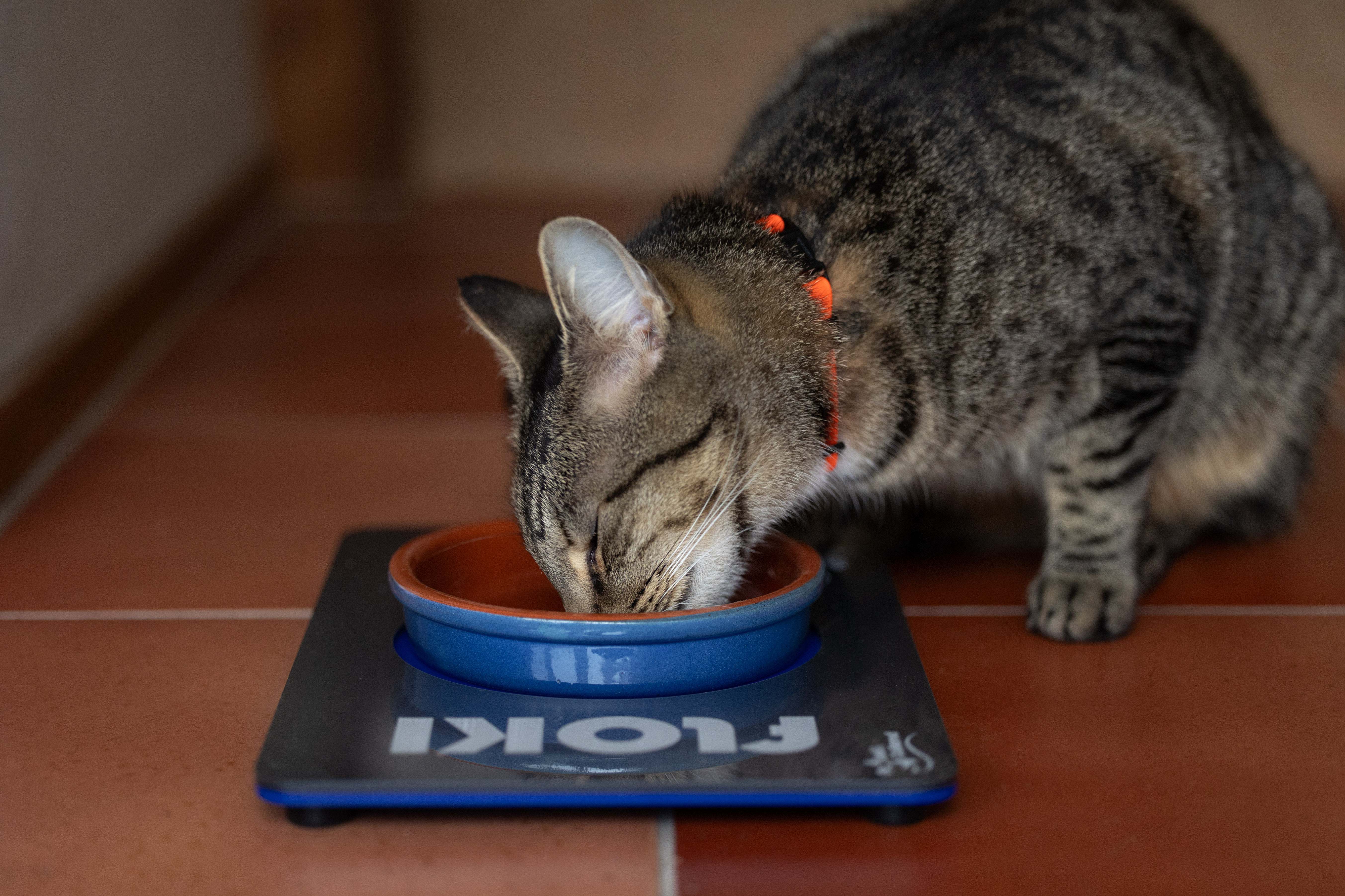 Single Cat Feeding Mat - Silver and Blue - Floki - Side