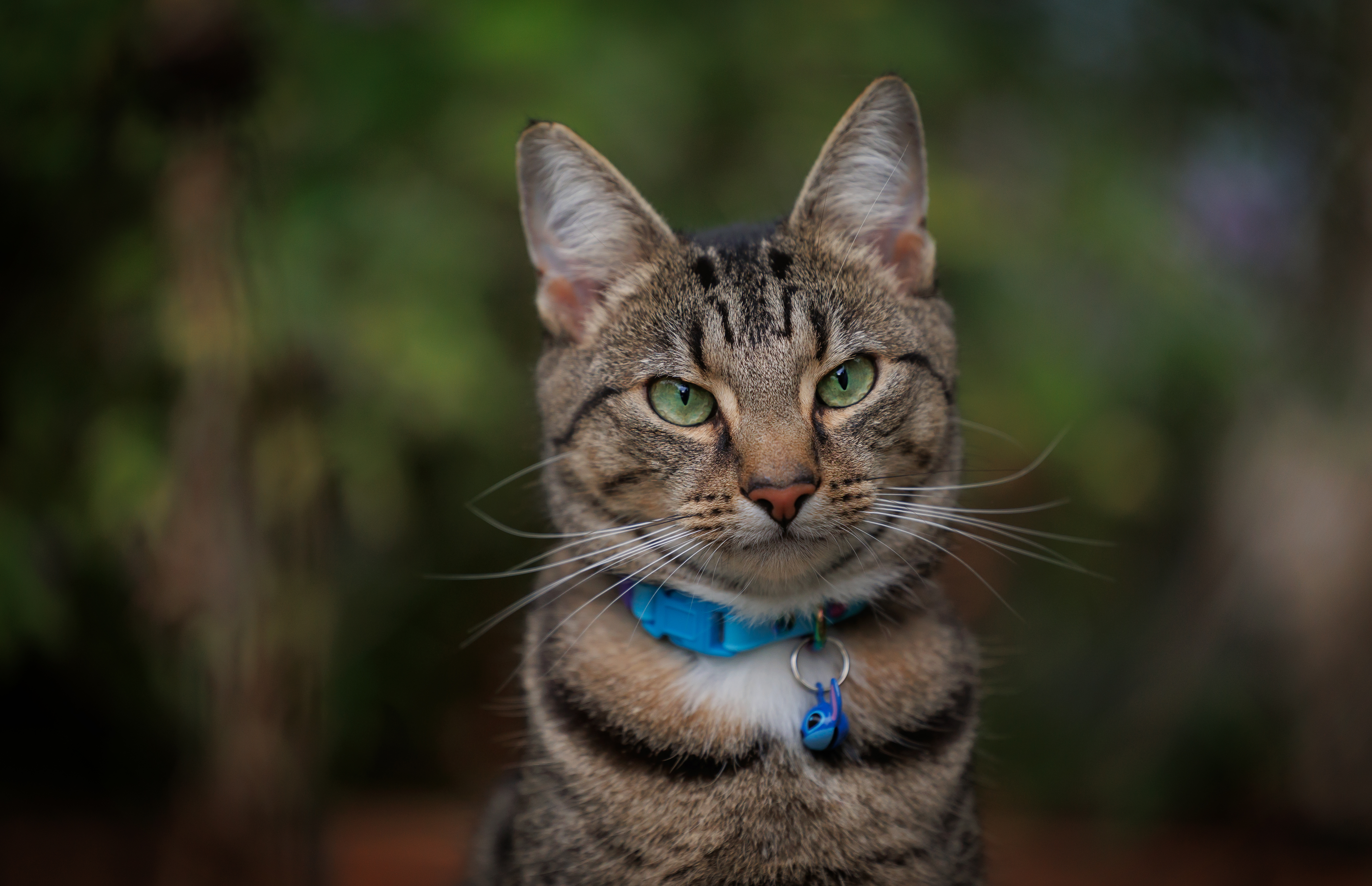 Floki Portrait - Scrag Tag Cat Collar and Stitch Bell