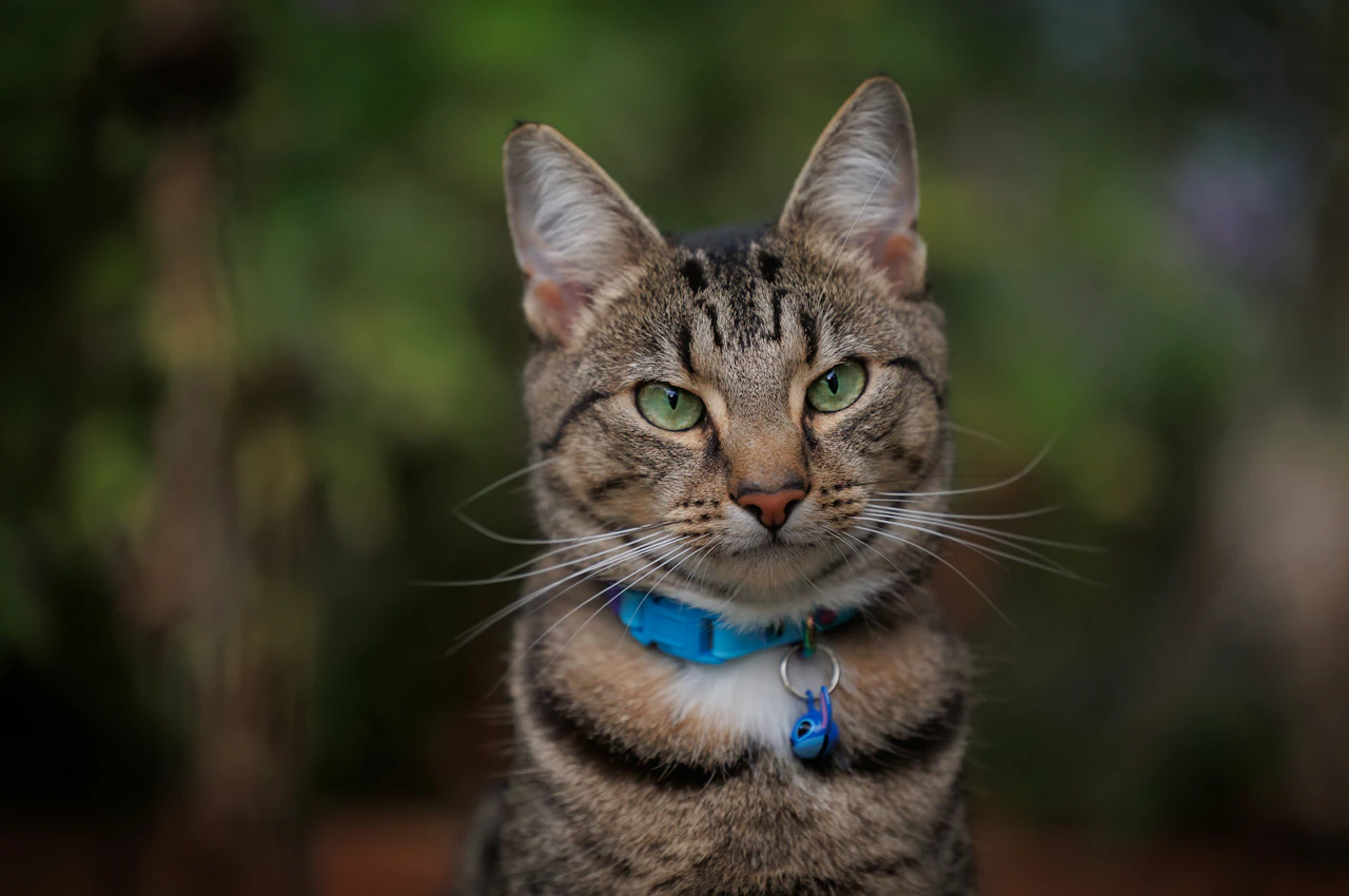 Floki Portrait - Scrag Tag Cat Collar and Stitch Bell