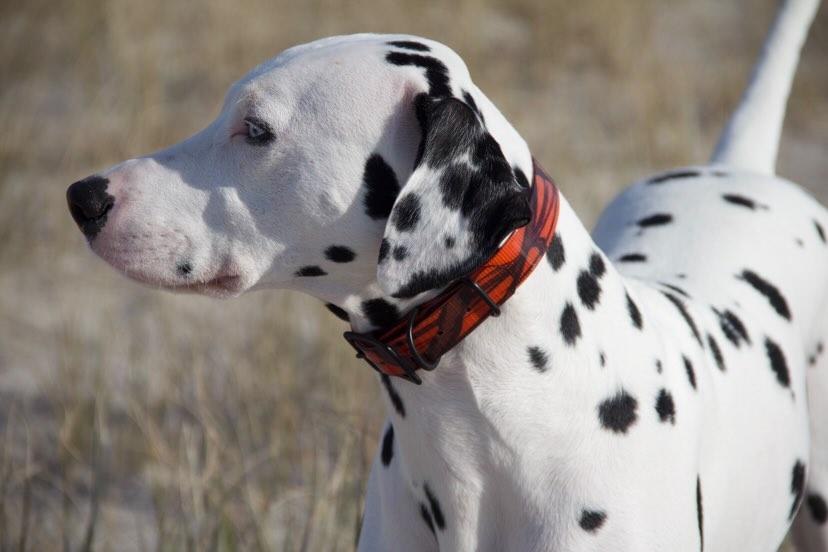 Classic Camo Dog Collars - Dalmatian