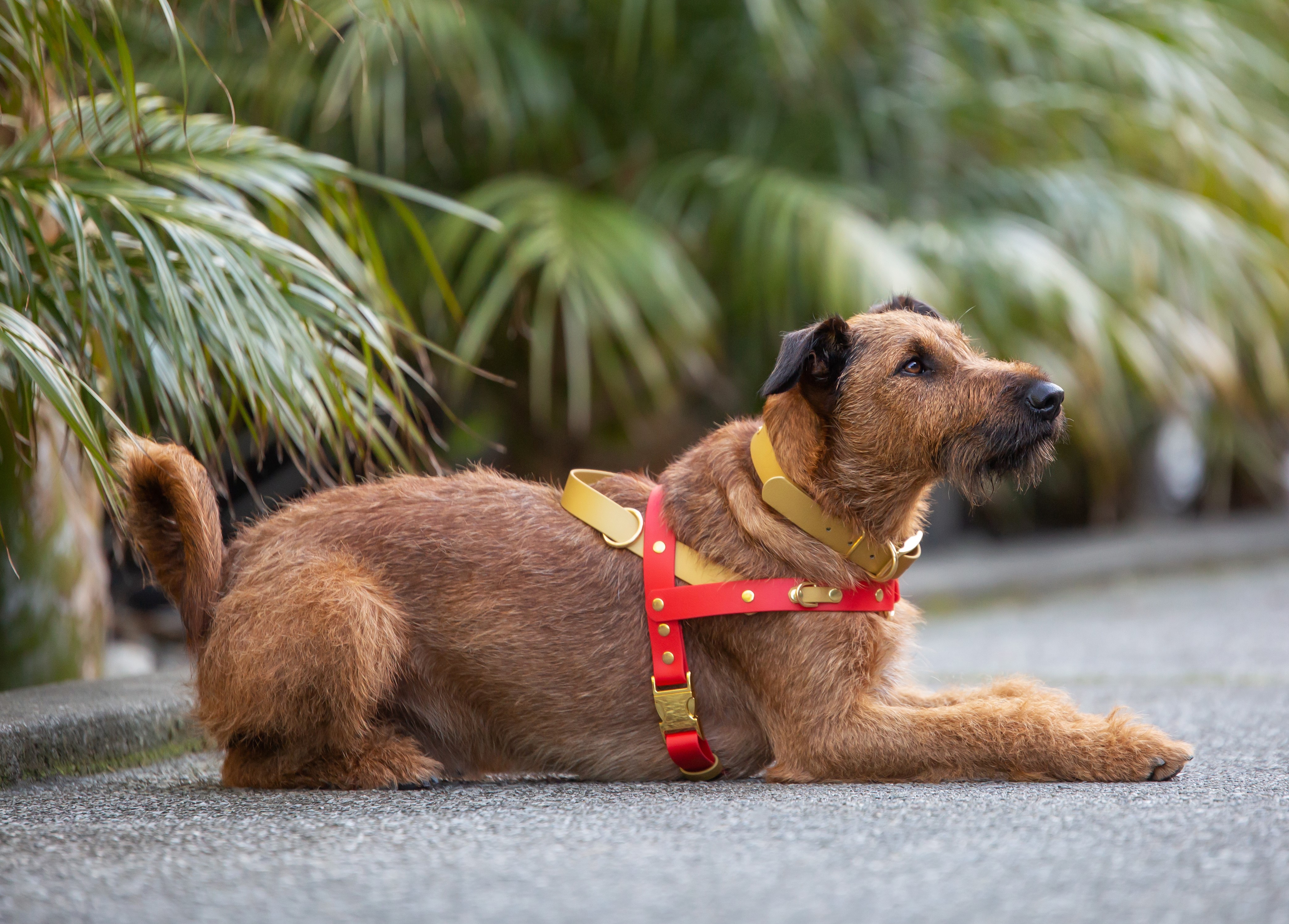 Quick Release Dog Harness - Red and Gold, on Irish Terrier