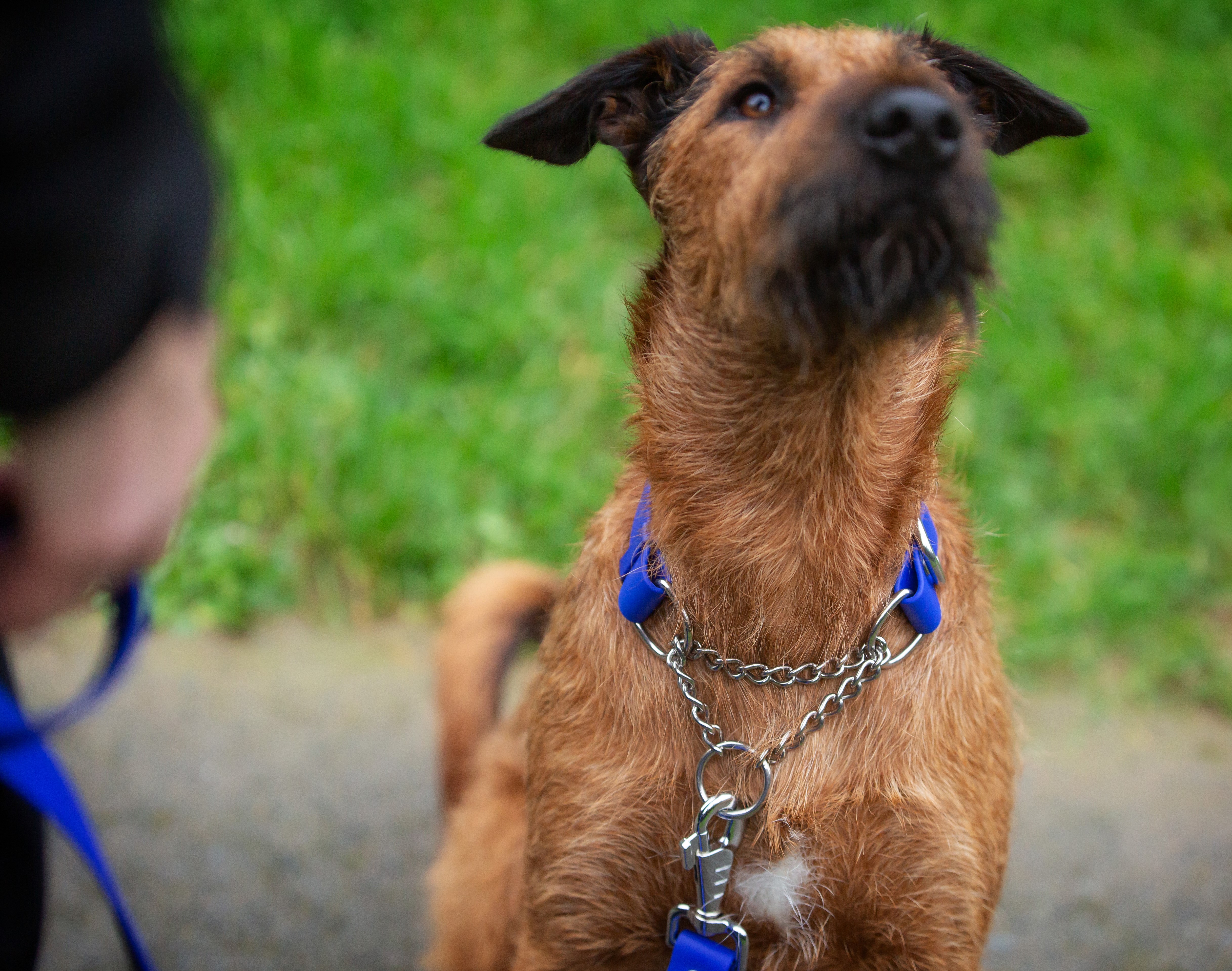 Secure Martingale Dog Collar - Irish Terrier