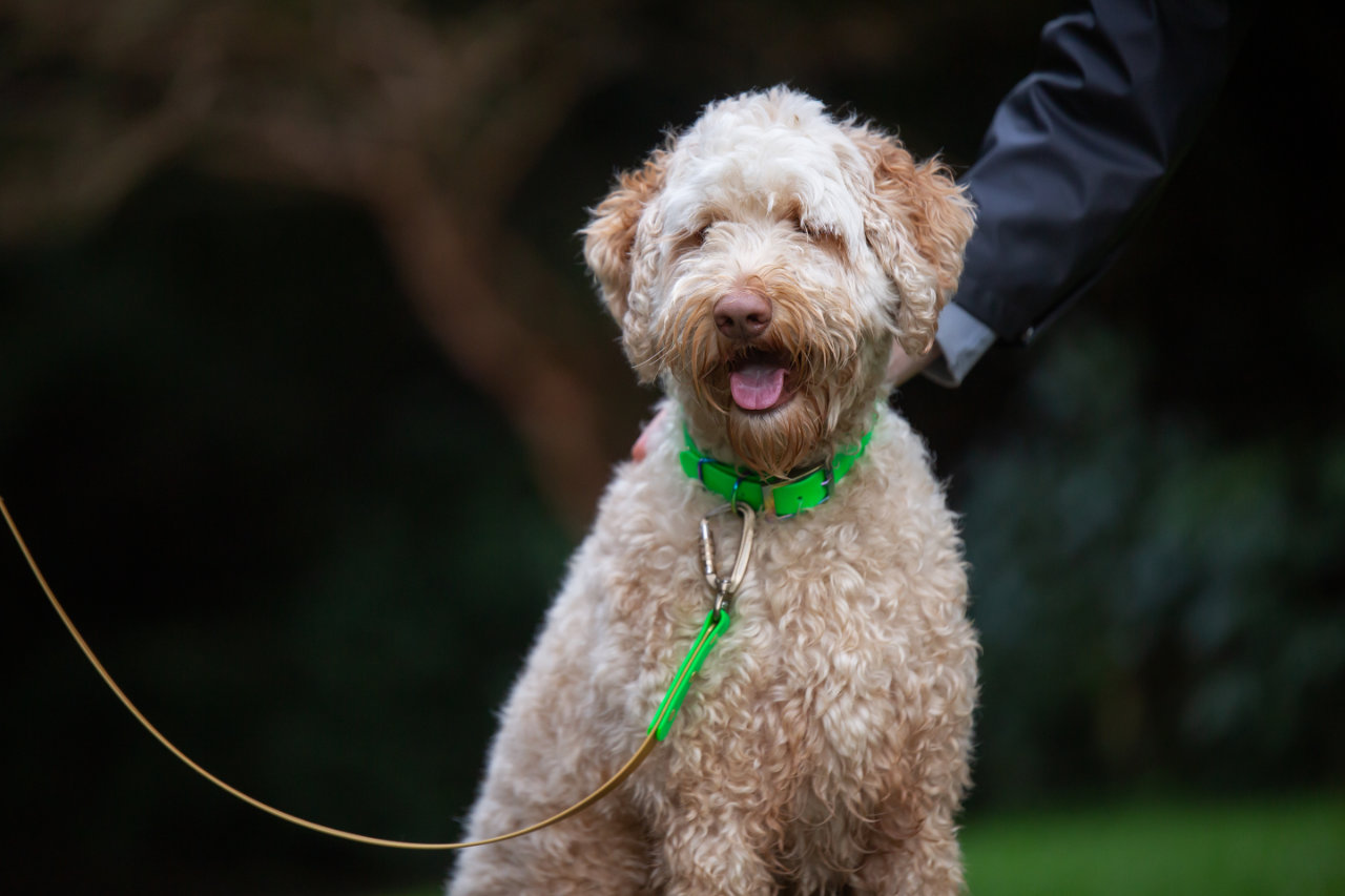 Two-Tone Carabiner Lead - Gold and Green, Labradoodle
