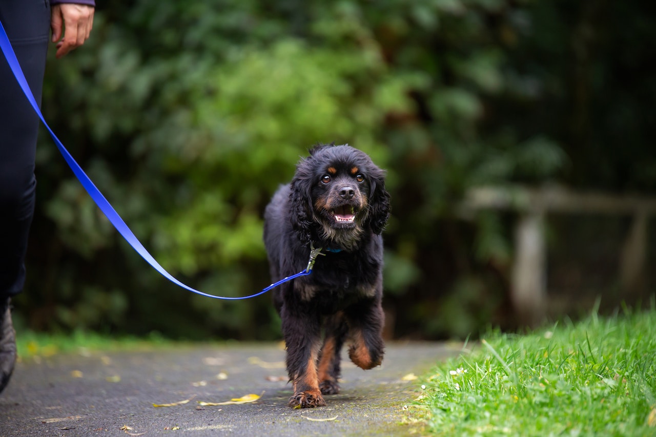 Hobbes King Charles Cavalier Spaniel cross Lowchen