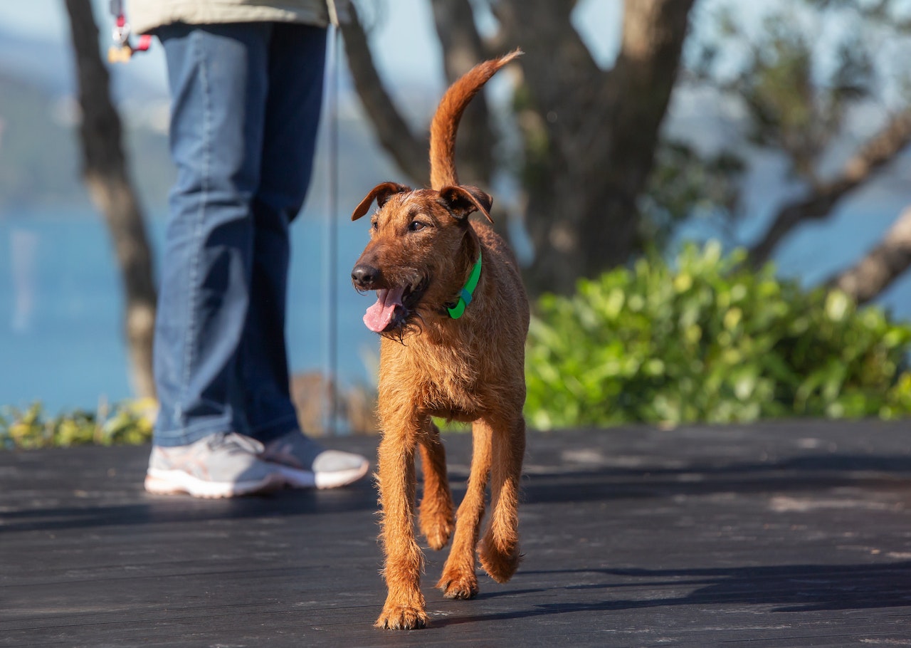 Dougal Irish Terrier