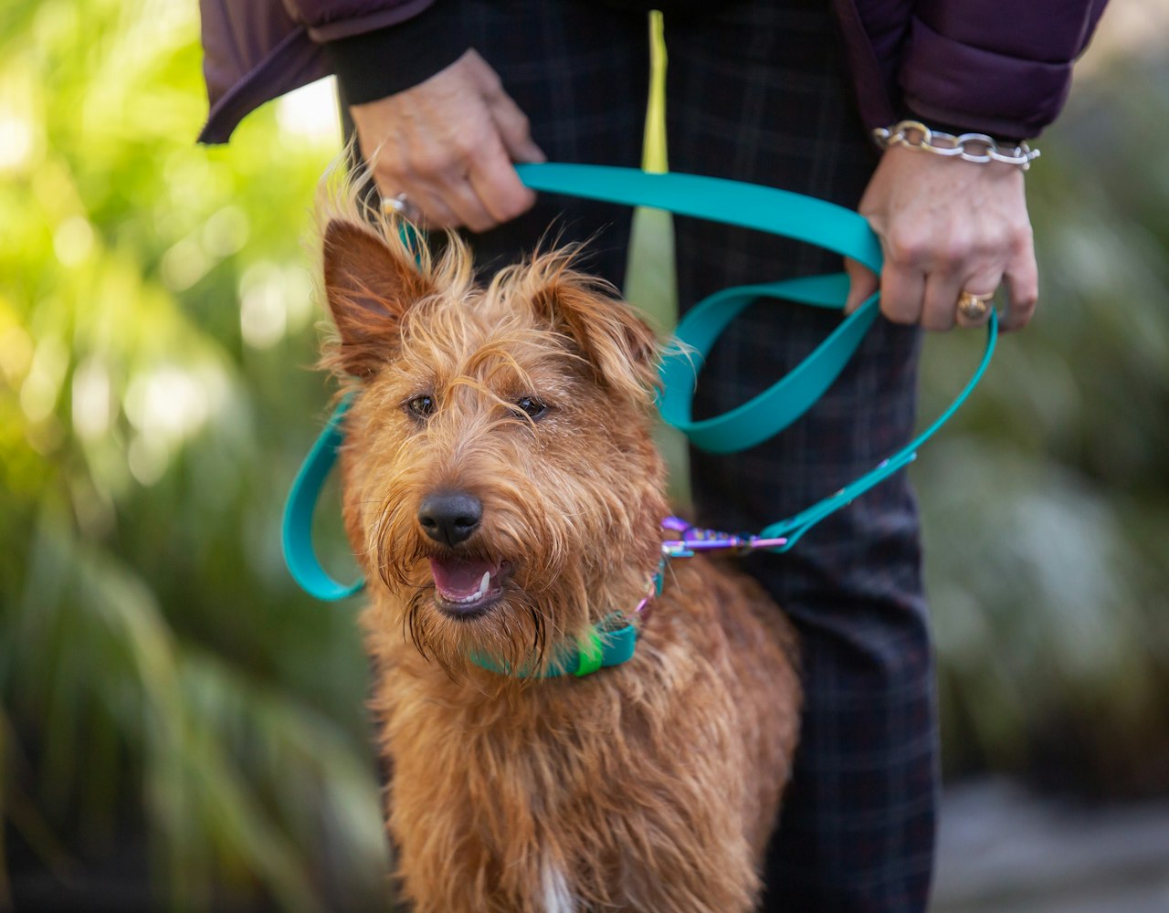 Dog Zinc Snaps Lead - Teal, Irish Terrier