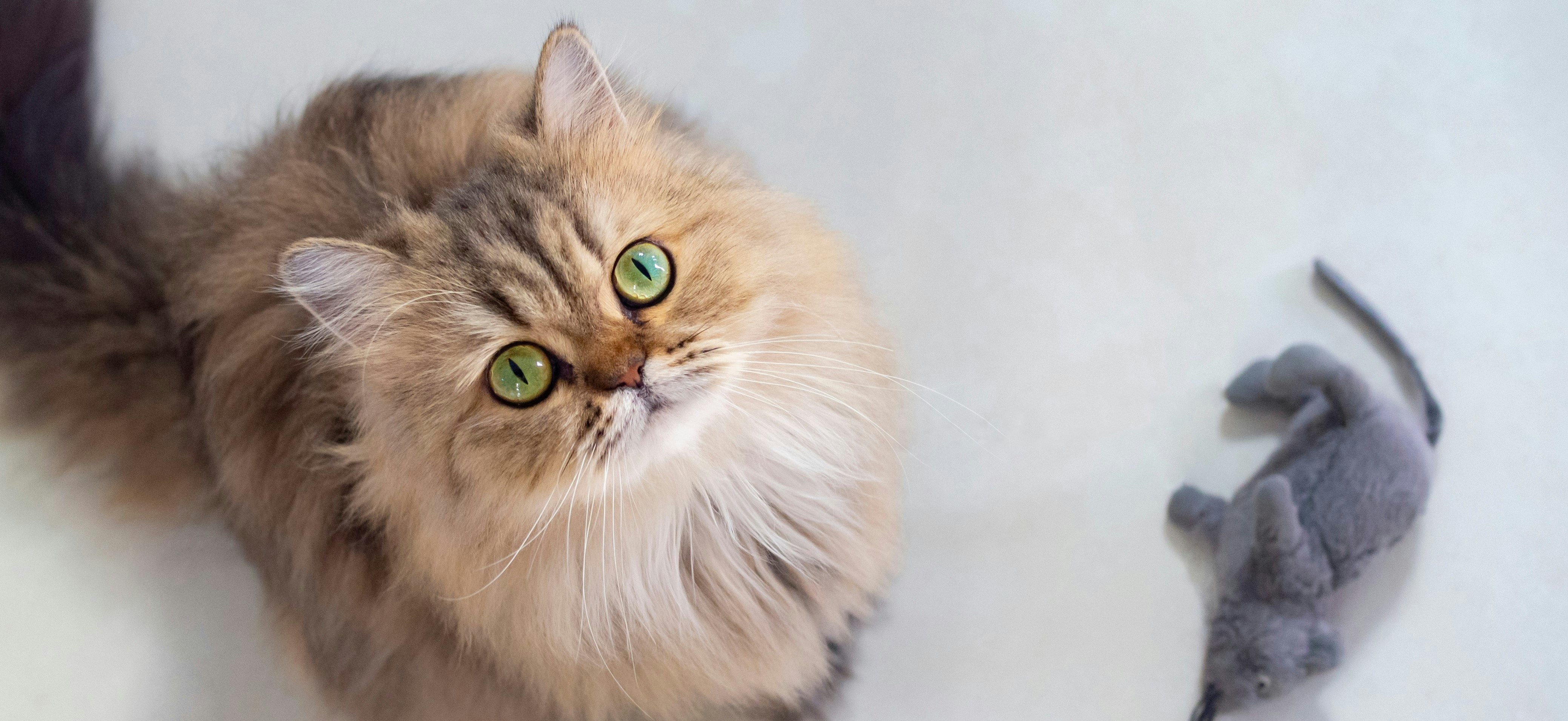 Cat with mouse toy