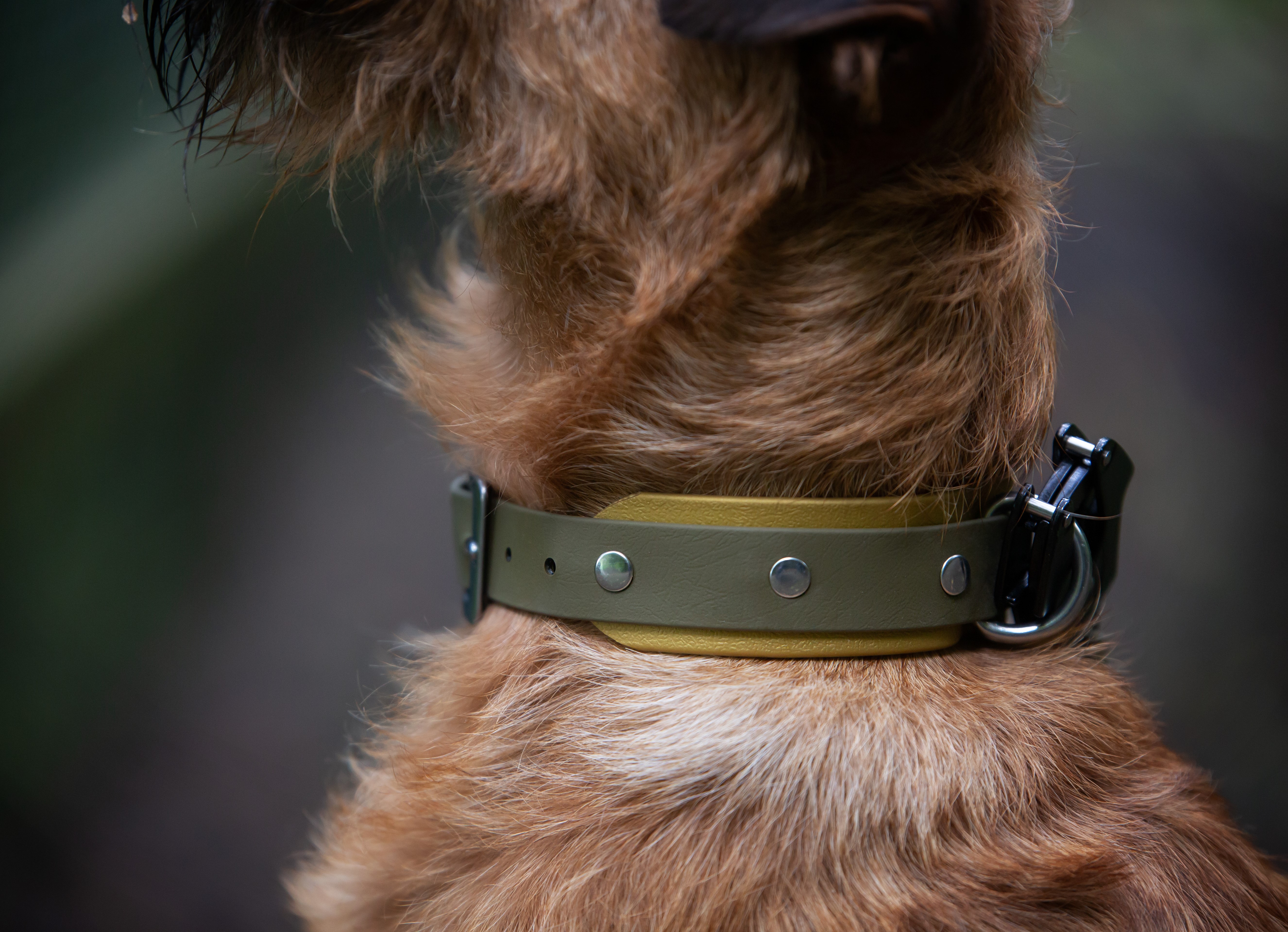 Tactical Dog Collar - on Irish Terrier