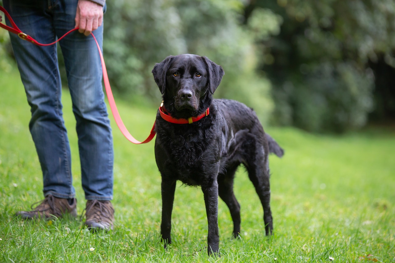 Zola Labrador cross Curly Coat Retriever
