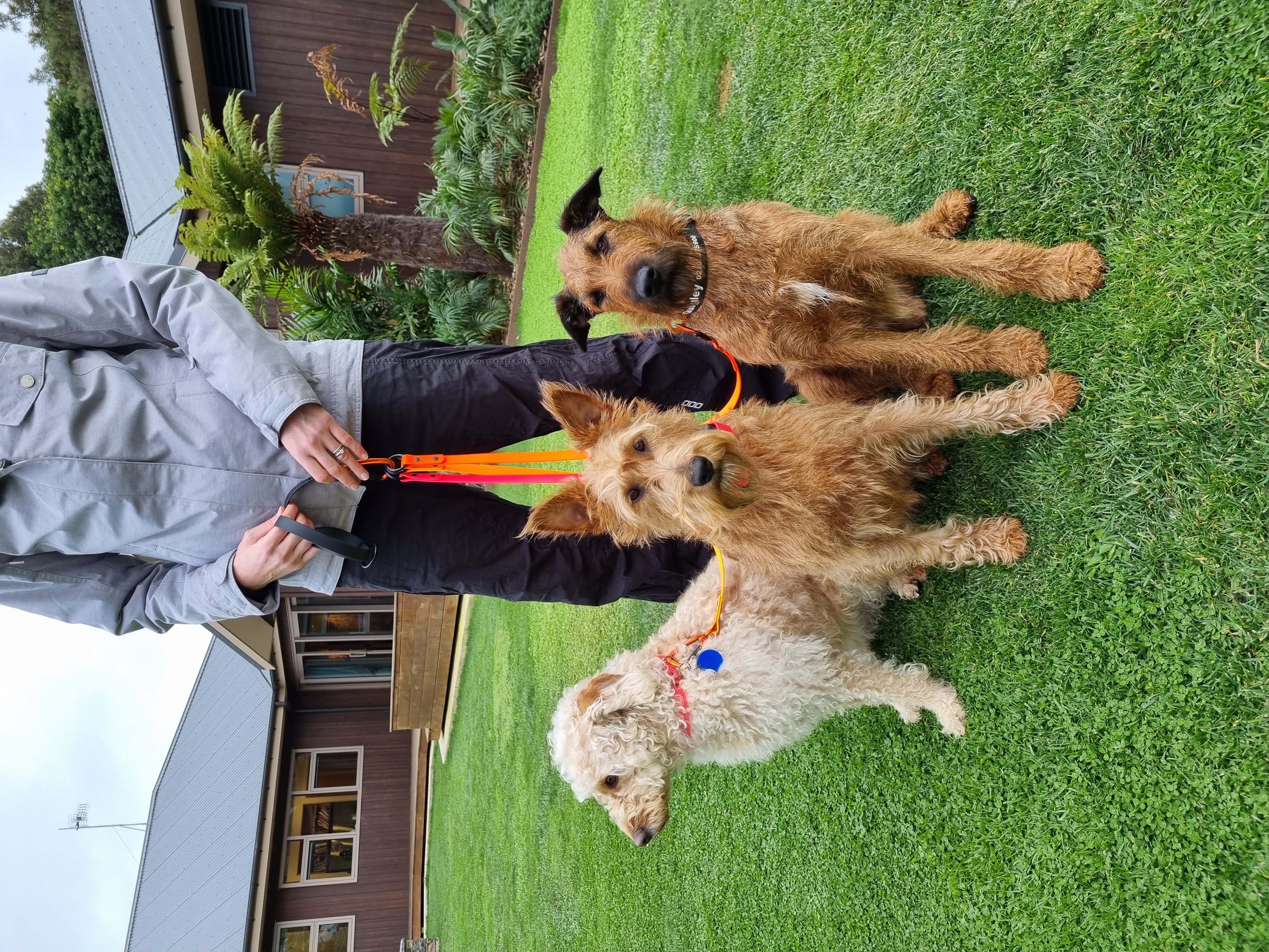 Double Dog Lead - Three Dogs