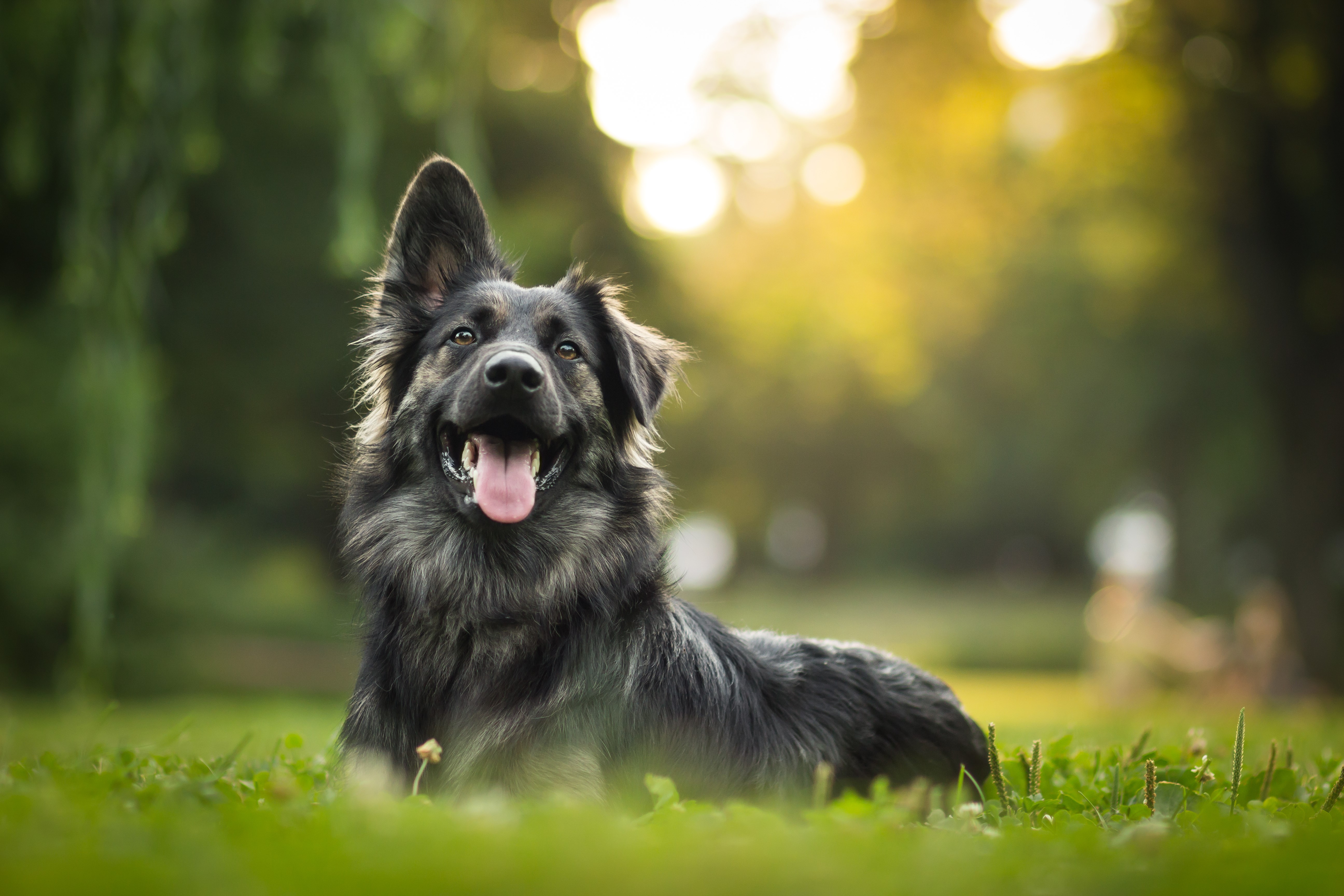 Dog with one ear up and one ear down