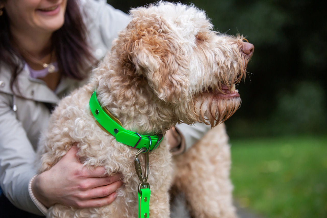 Double Dog Collar - on Labradoodle