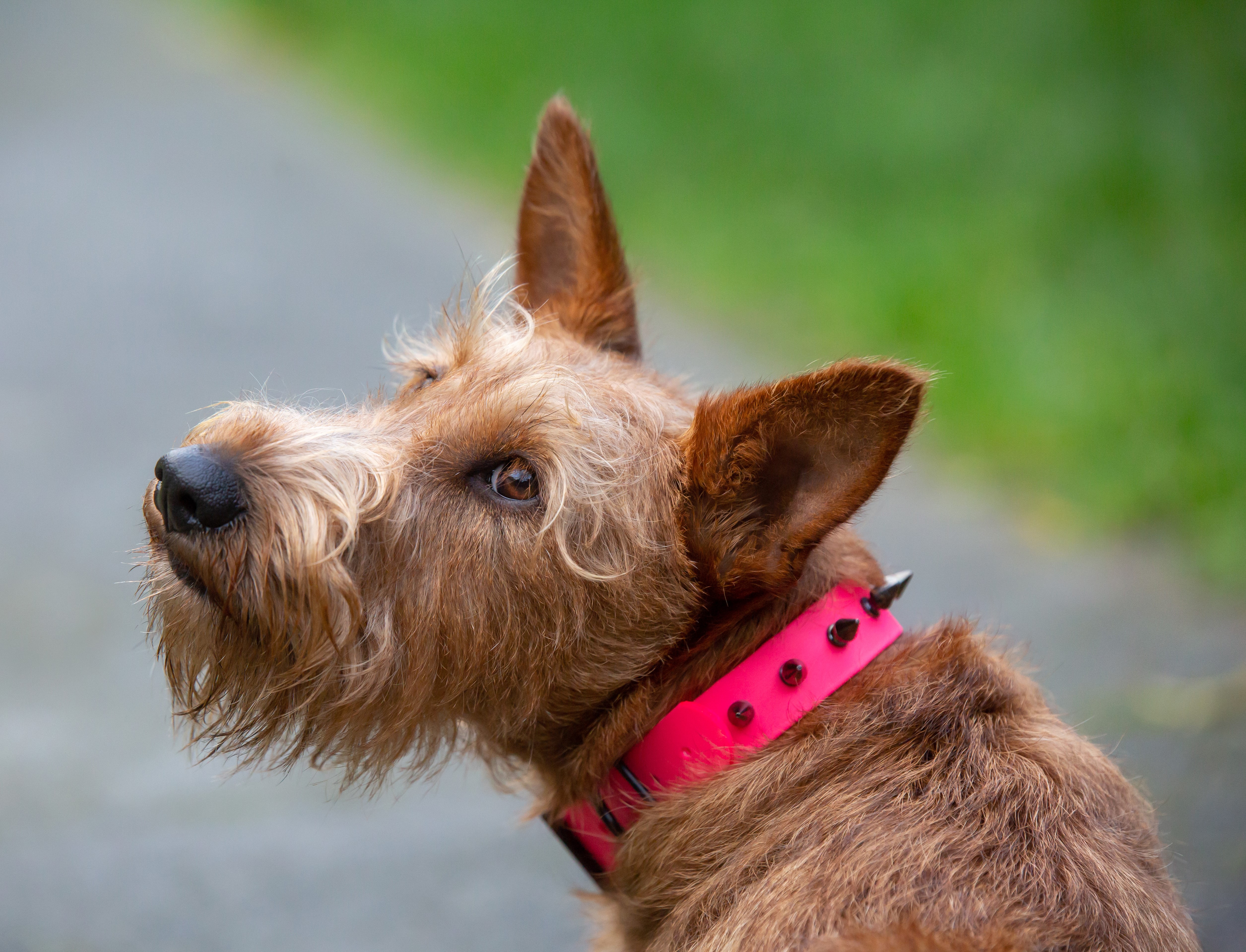 Fierce Collar - on Irish Terrier