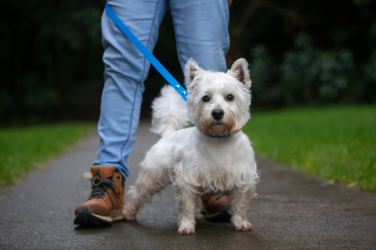 Dog Measurement Guide - West Highland Terrier
