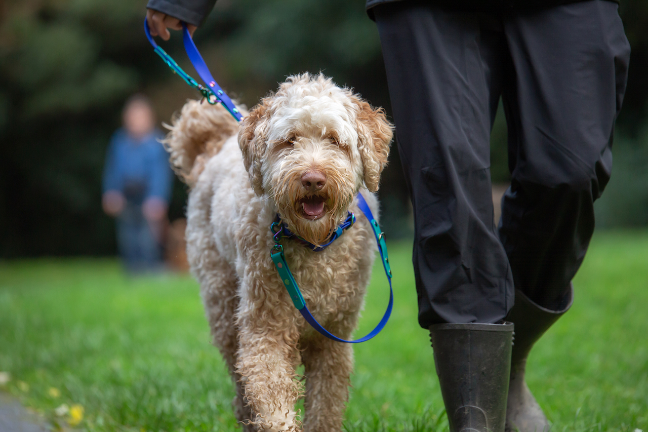 Maverick Labradoodle