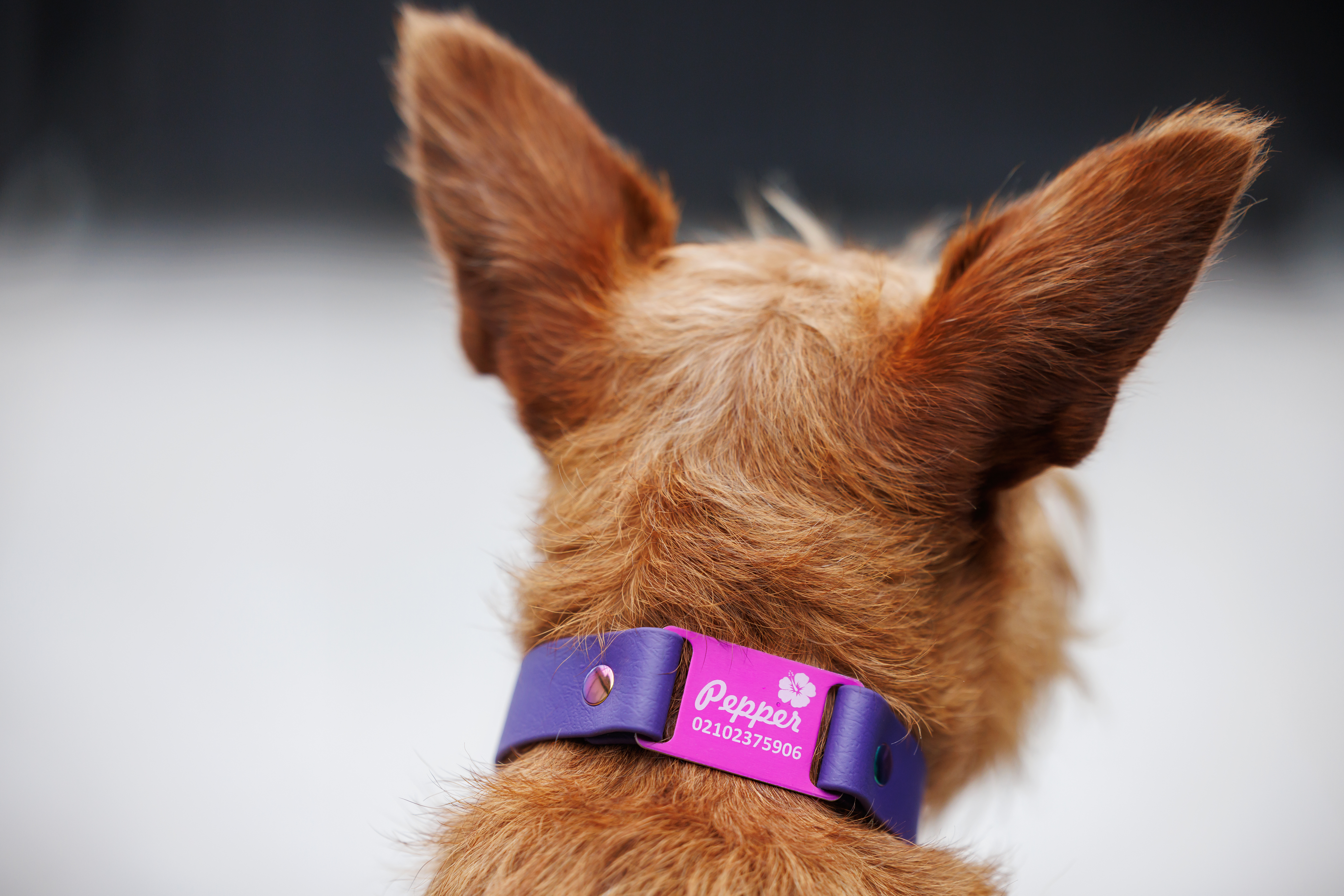 Classic Scrag Tag Collar - on Irish Terrier