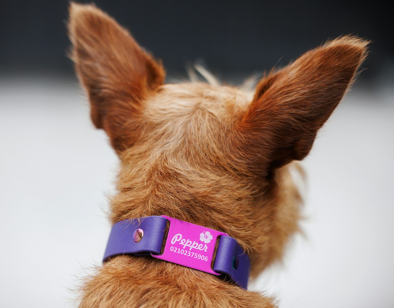 Classic Scrag Tag Collar - on Irish Terrier