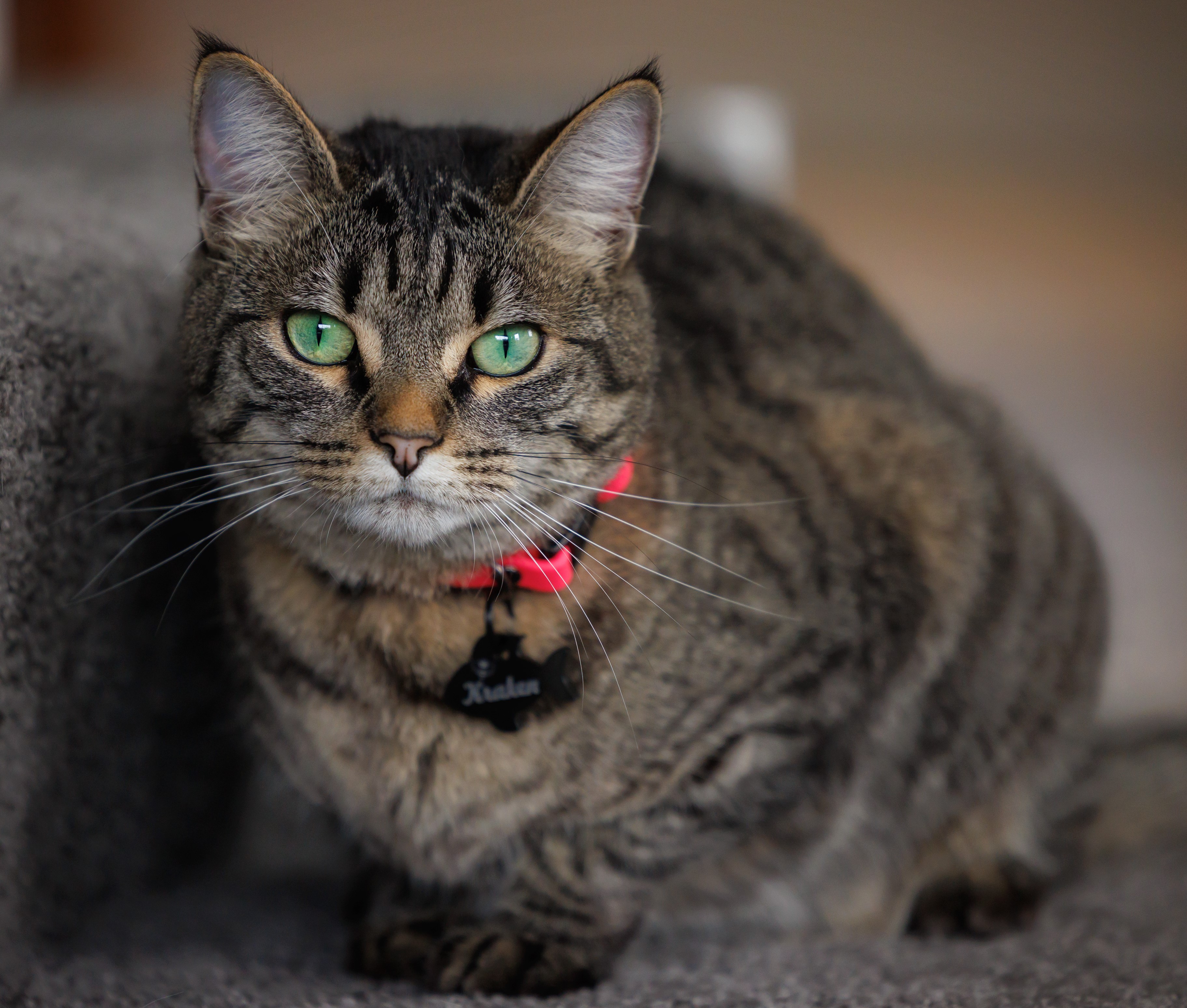 Kraken Grey Tabby Domestic Shorthair