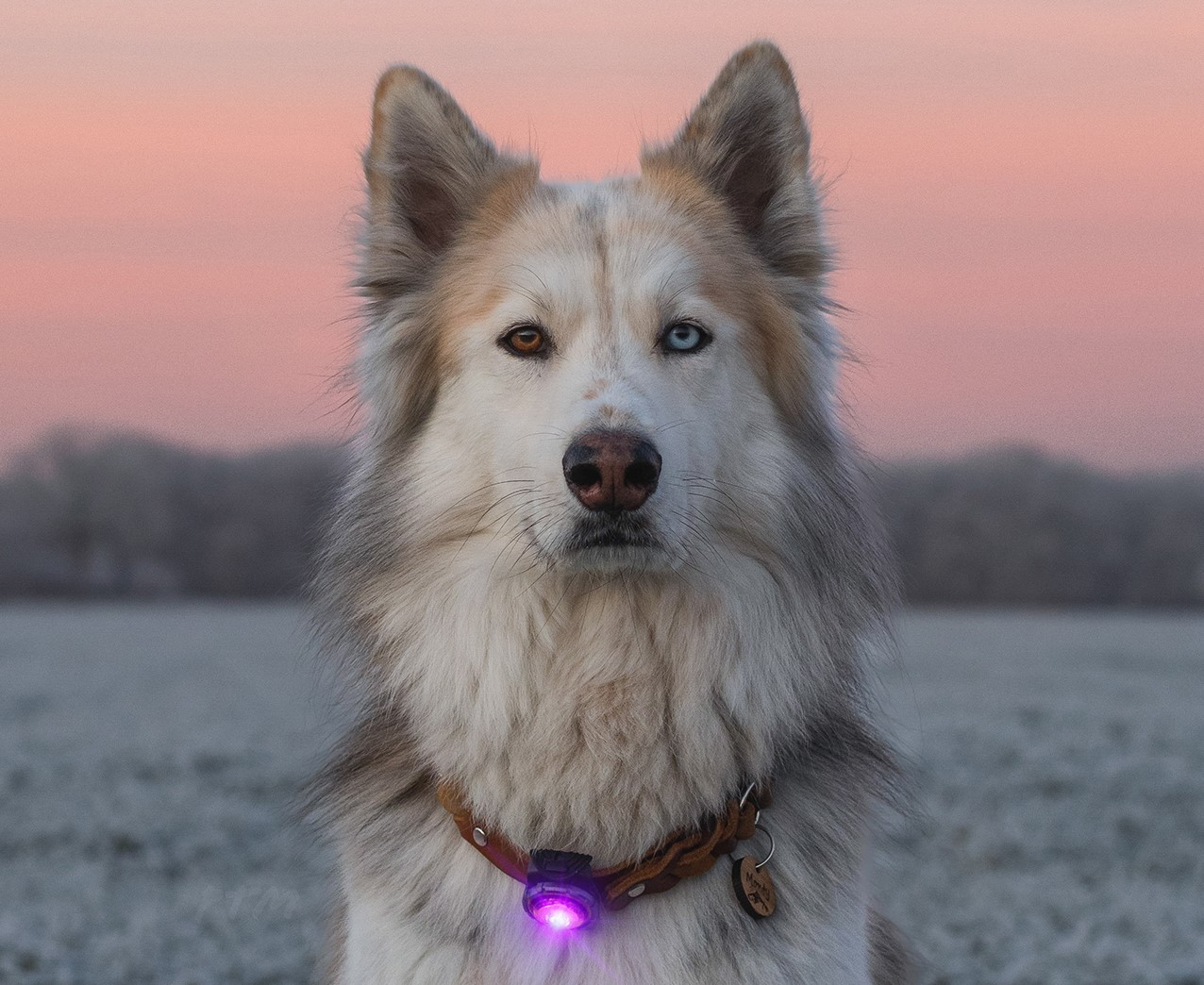 Orbiloc Dual Dog - on Husky