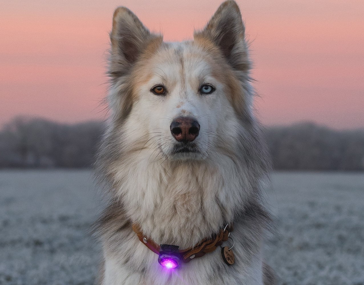 Orbiloc Dual Dog - on Husky