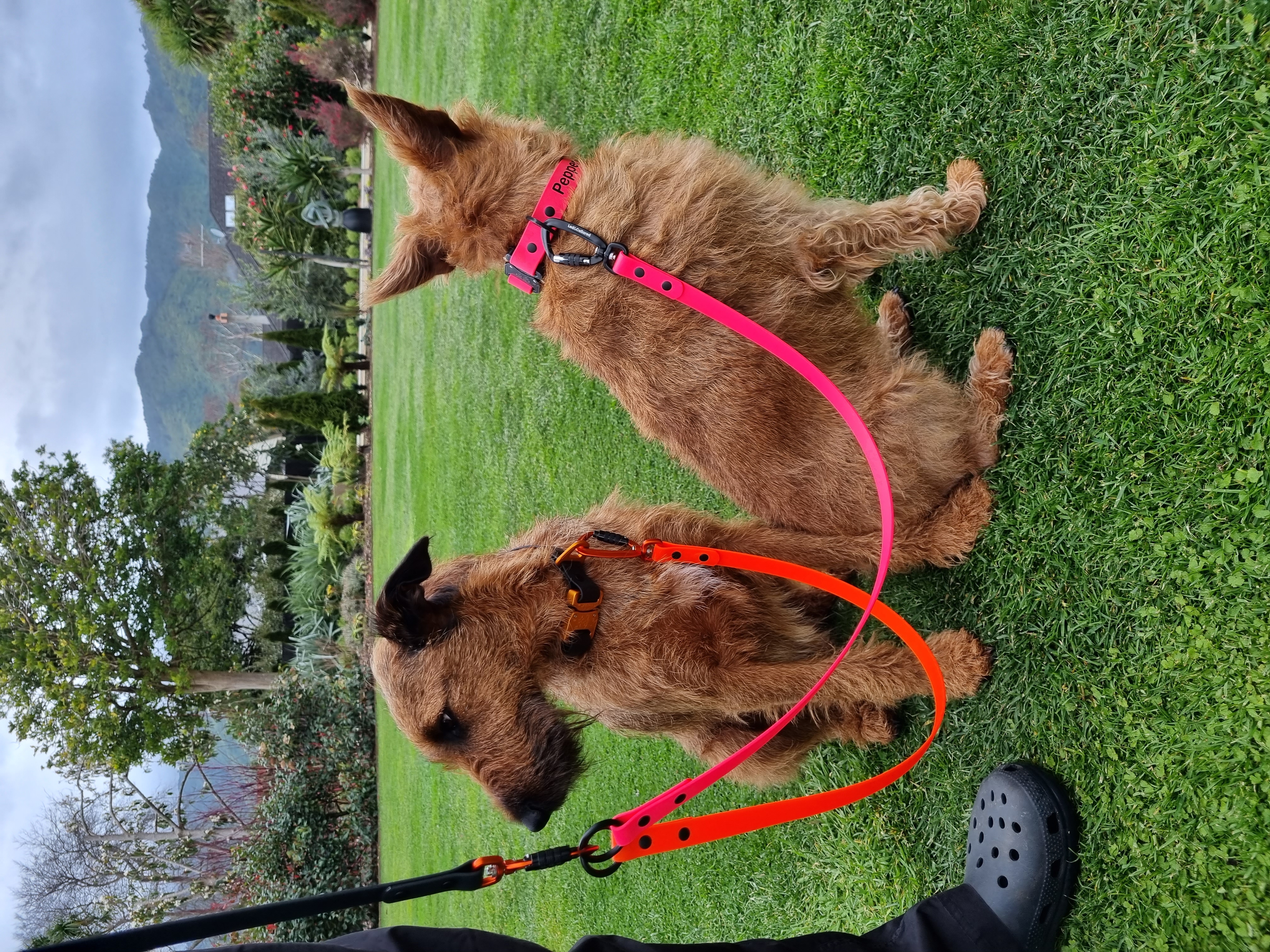 Double Dog Lead - Two Dogs